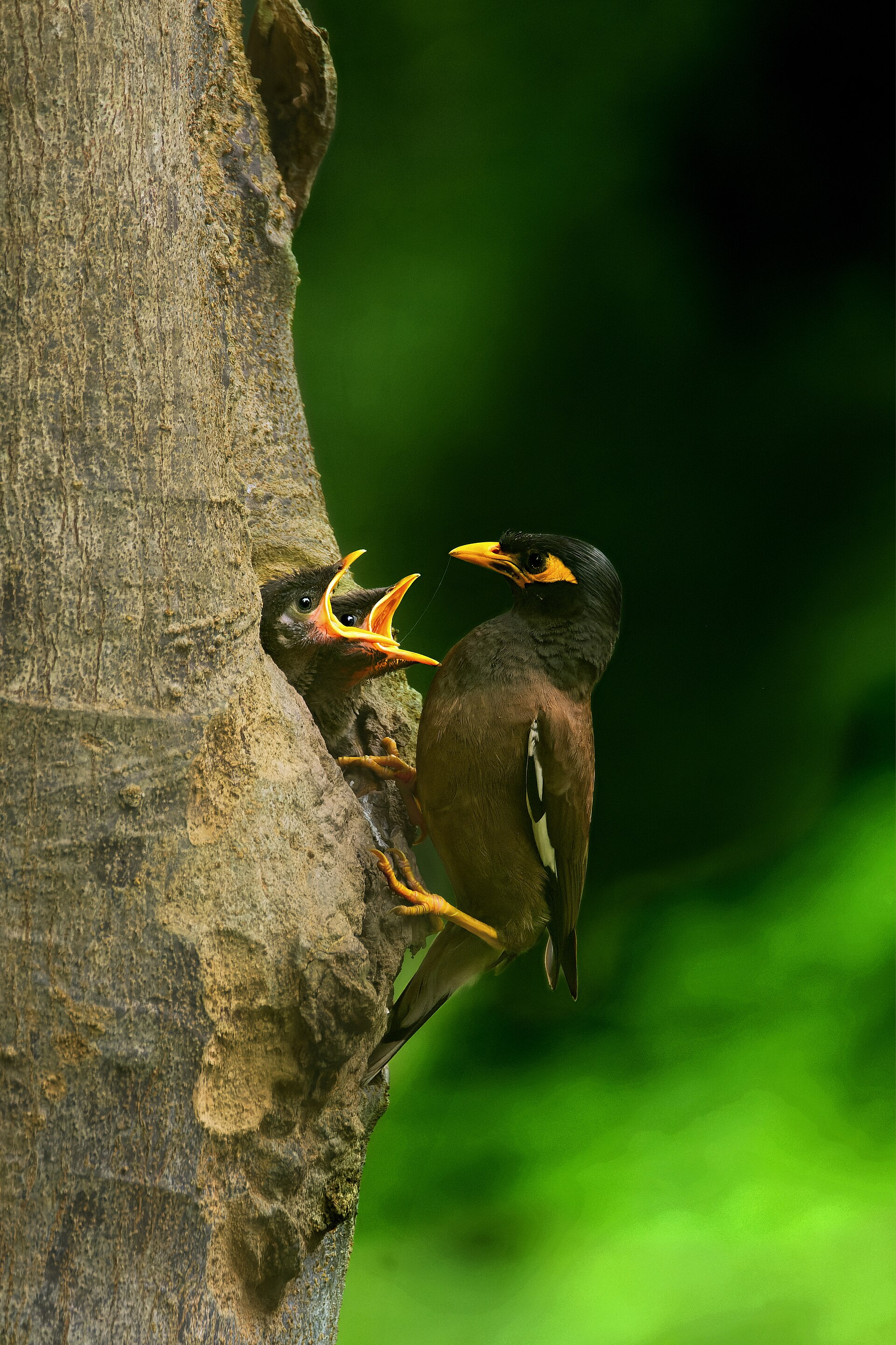 A common myna feeds hungry chicks in a nest