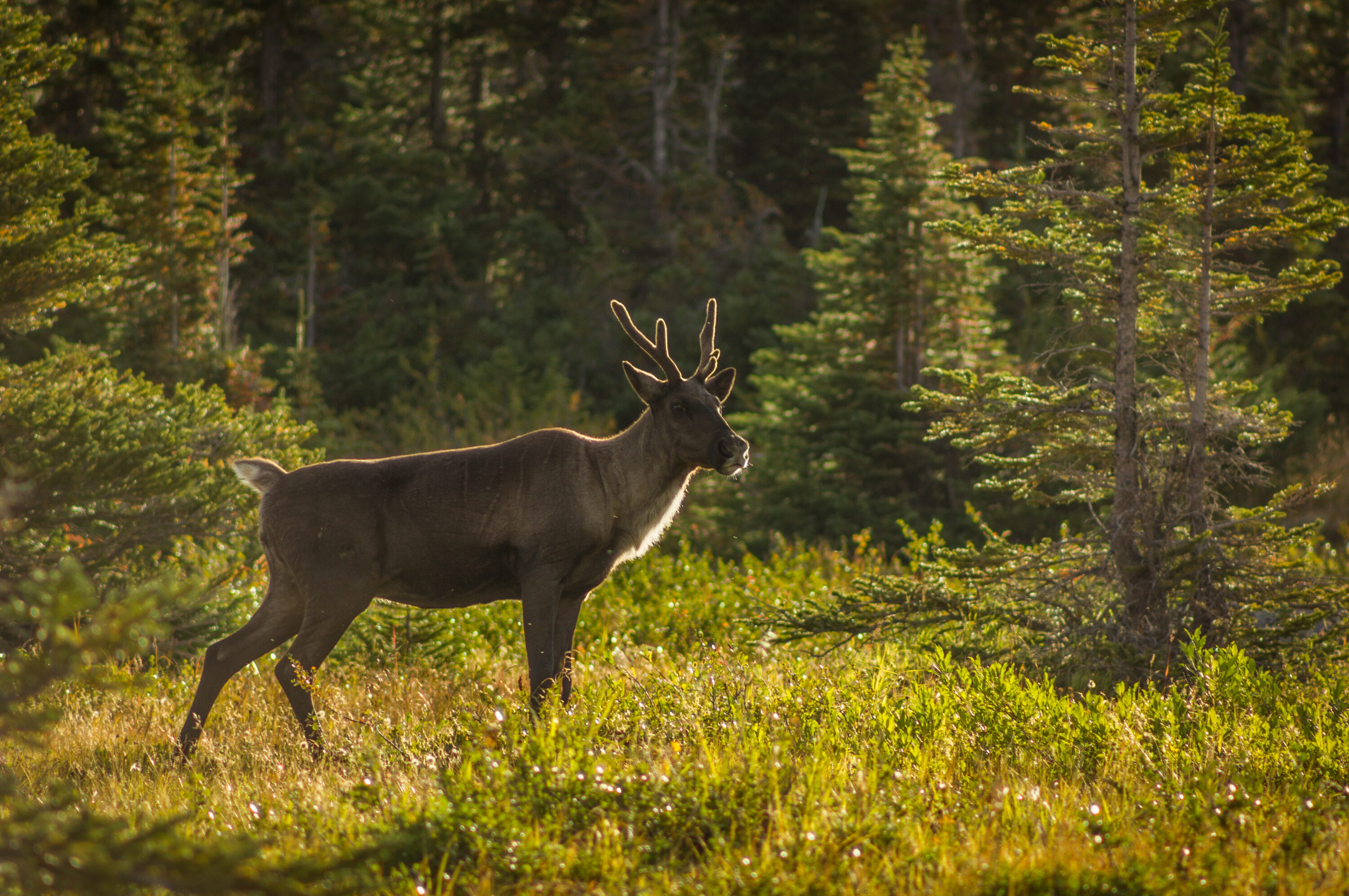 Woodland caribou in Jasper National Park, Alberta, Canada