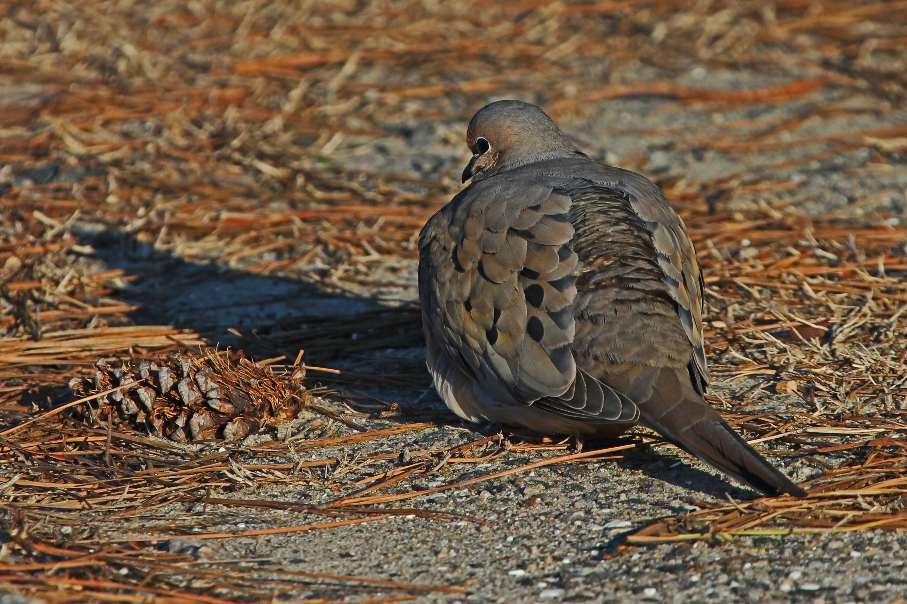 Mourning dove at Chincoteague National Wildlife Refuge in Virginia