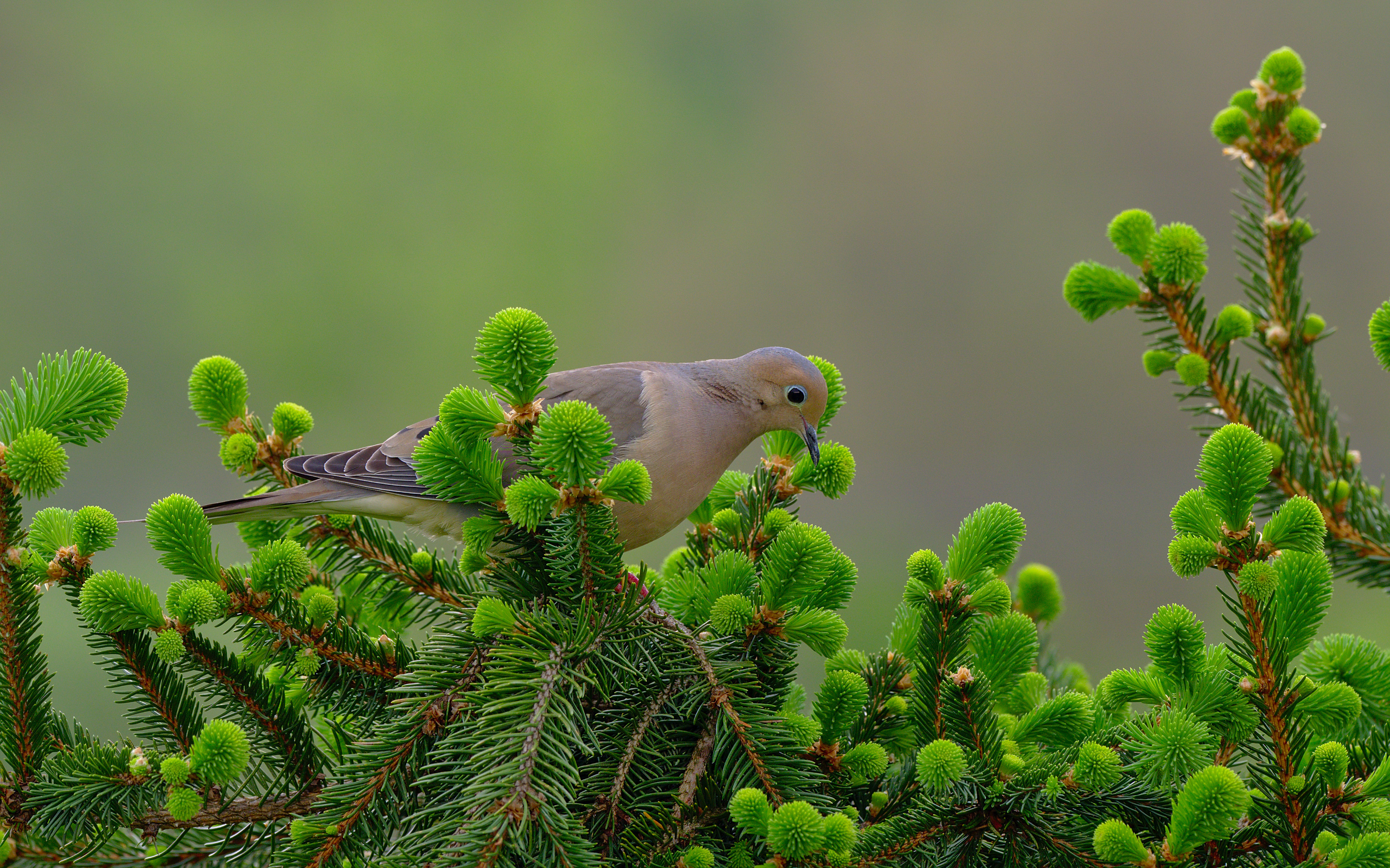 Mourning dove perched in a conifer in Lancaster, Pennsylvania