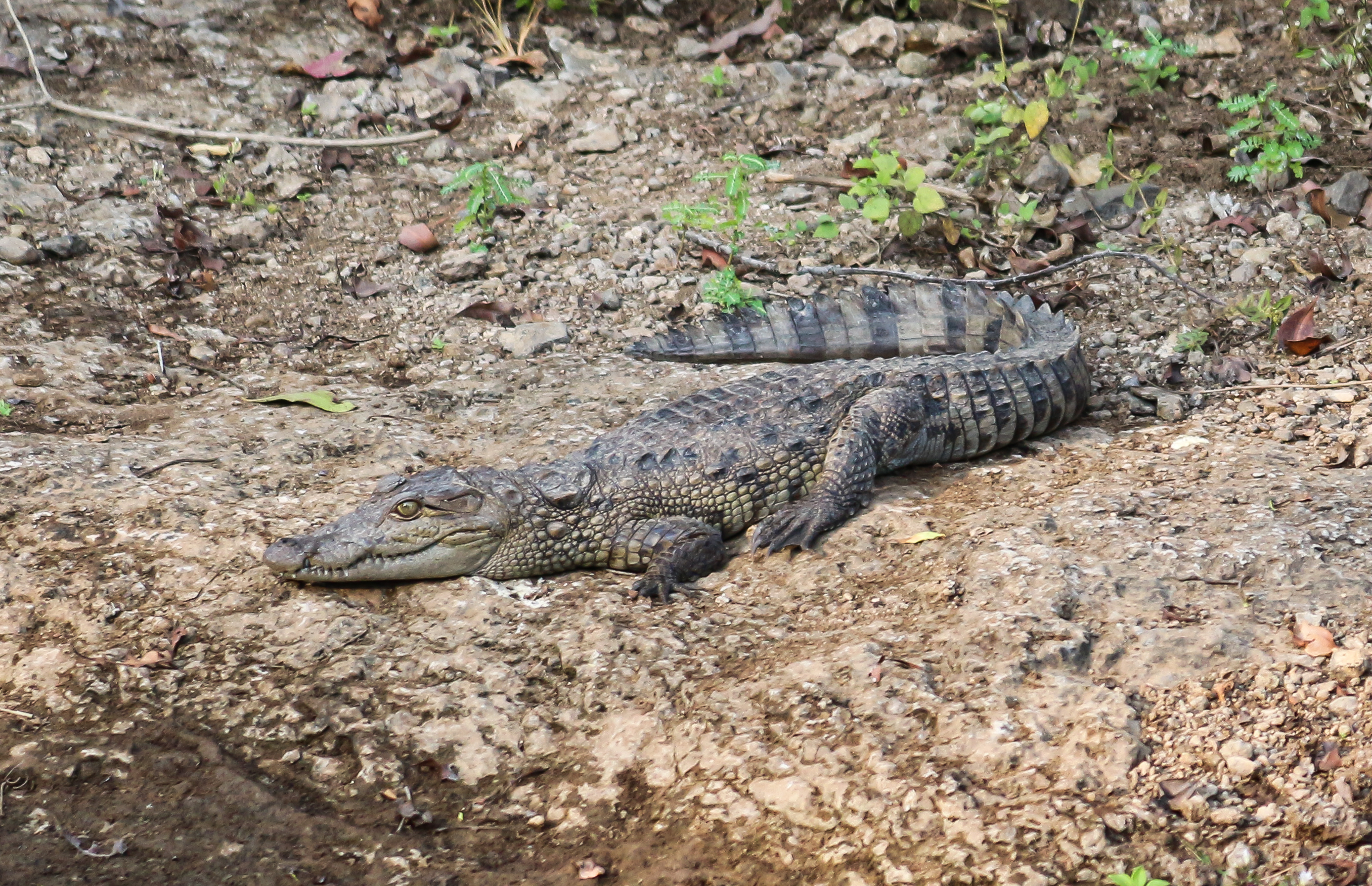 Mugger crocodile resting beside water in Gir Forest National Park, India