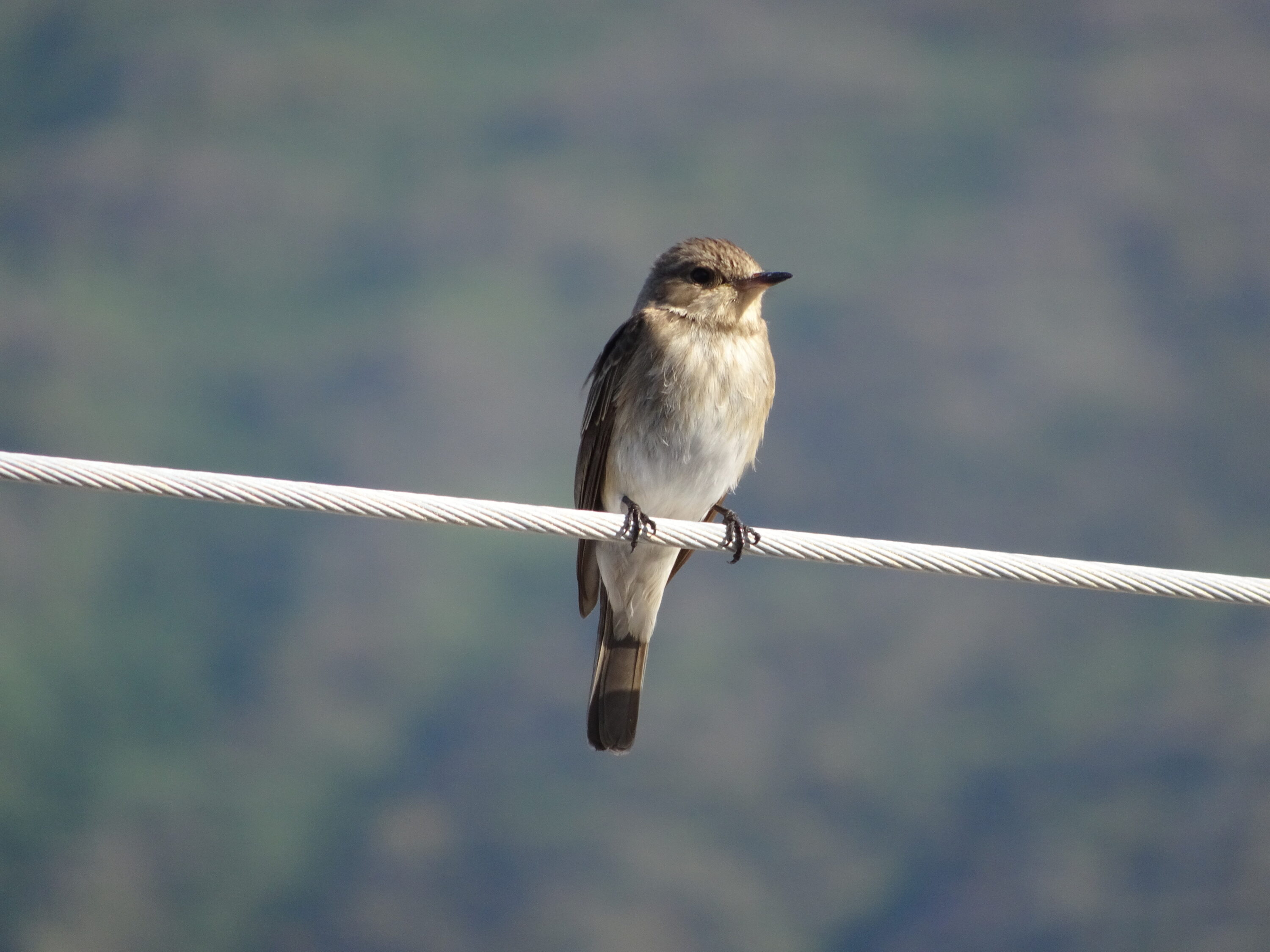 Spotted flycatcher perched on a wire in Sicily