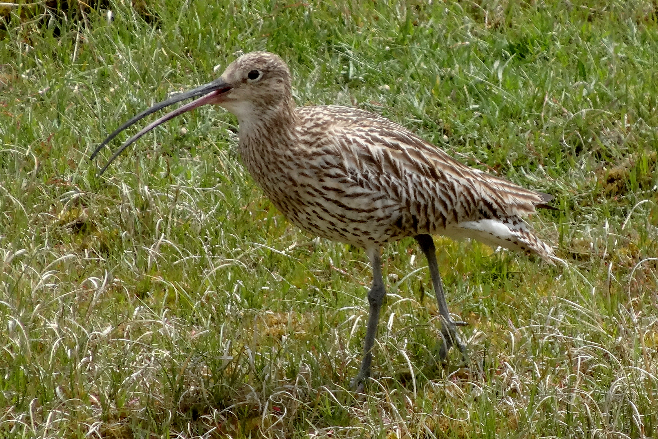 Close Eurasian curlew in the German Wadden Sea