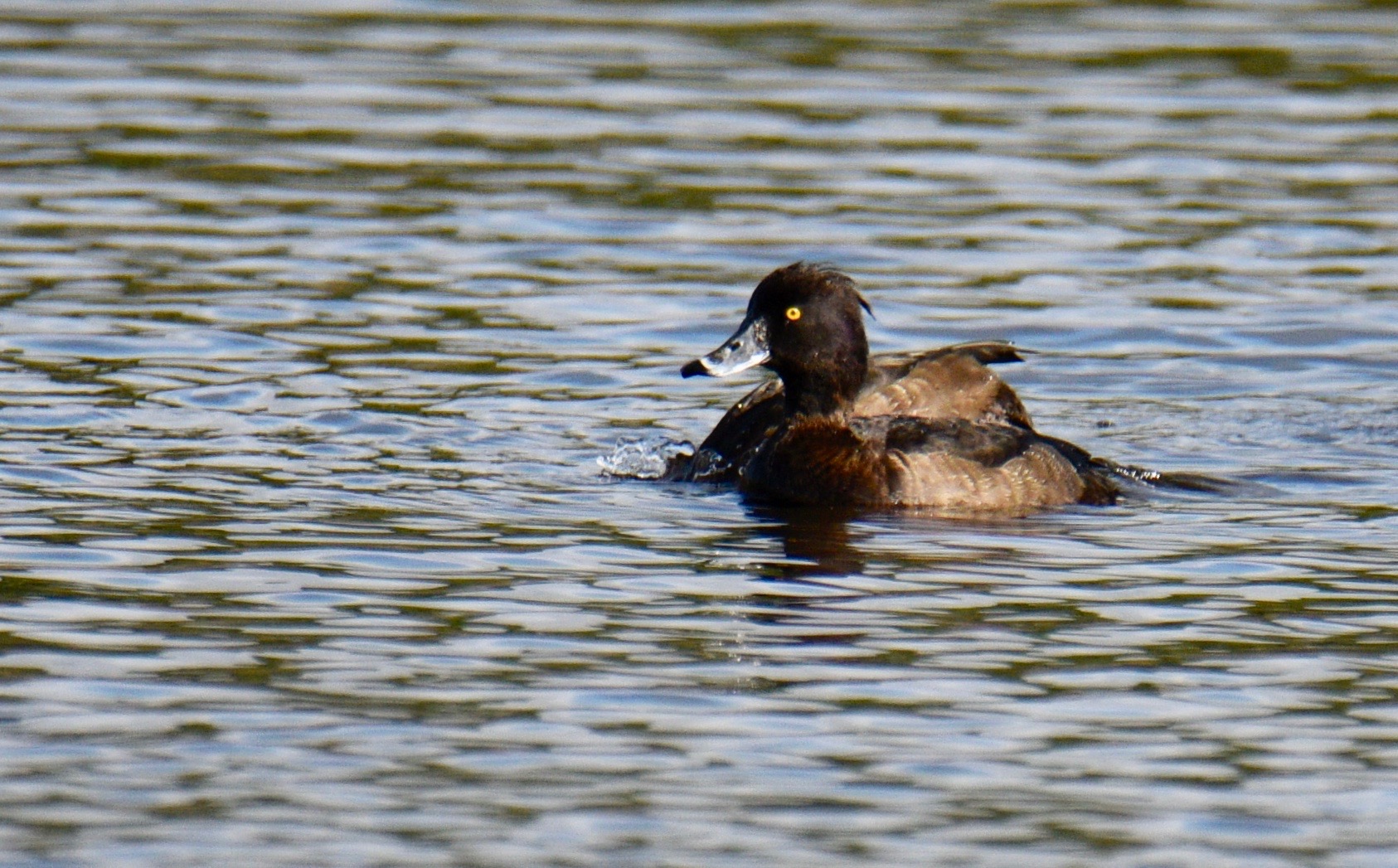 Female tufted duck swimming on open water