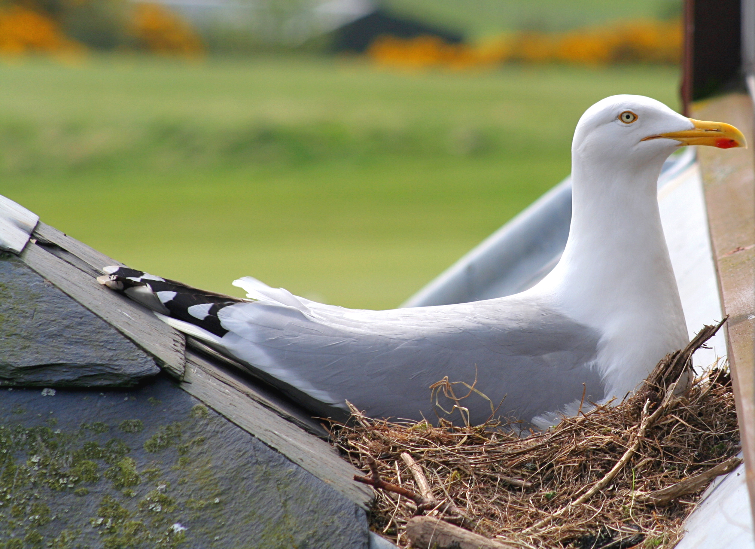 Adult European herring gull on a nest in Dornoch, Scotland