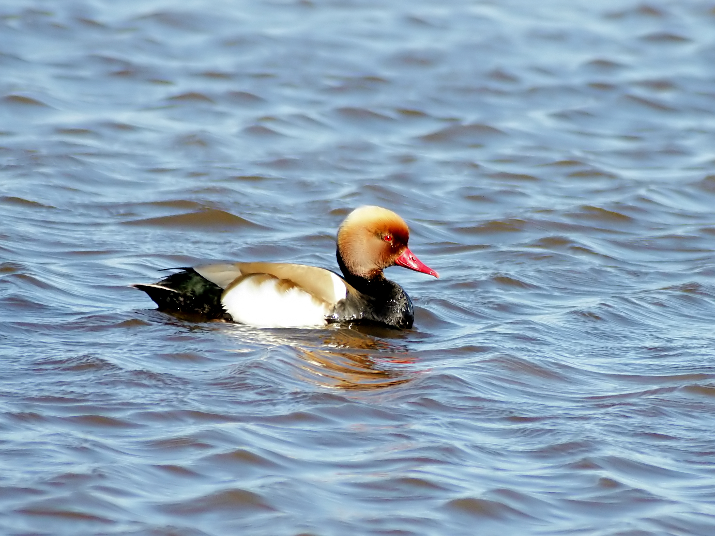 Male red-crested pochard swimming on open water