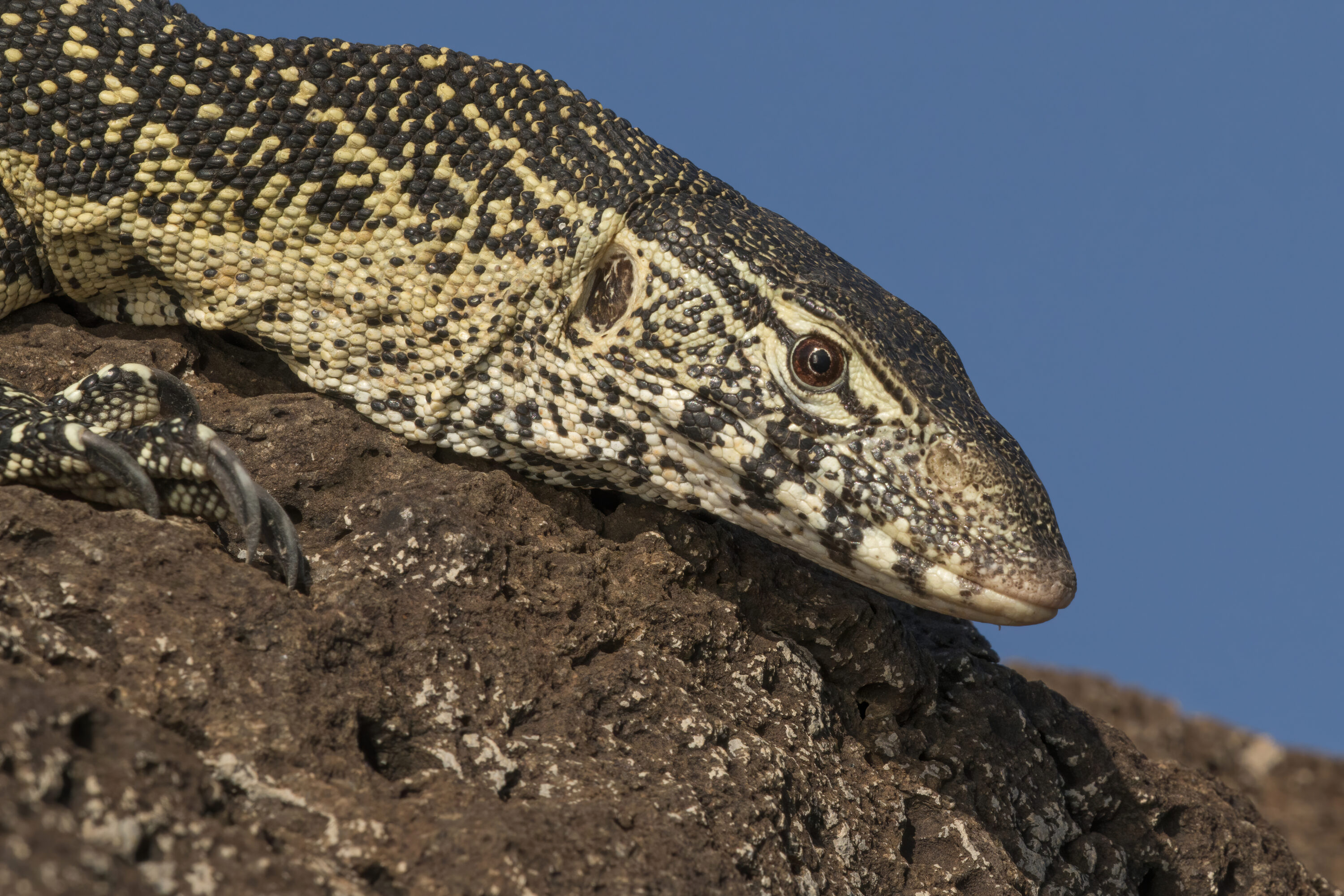Close view of a wild Nile monitor head at Lake Baringo, Kenya