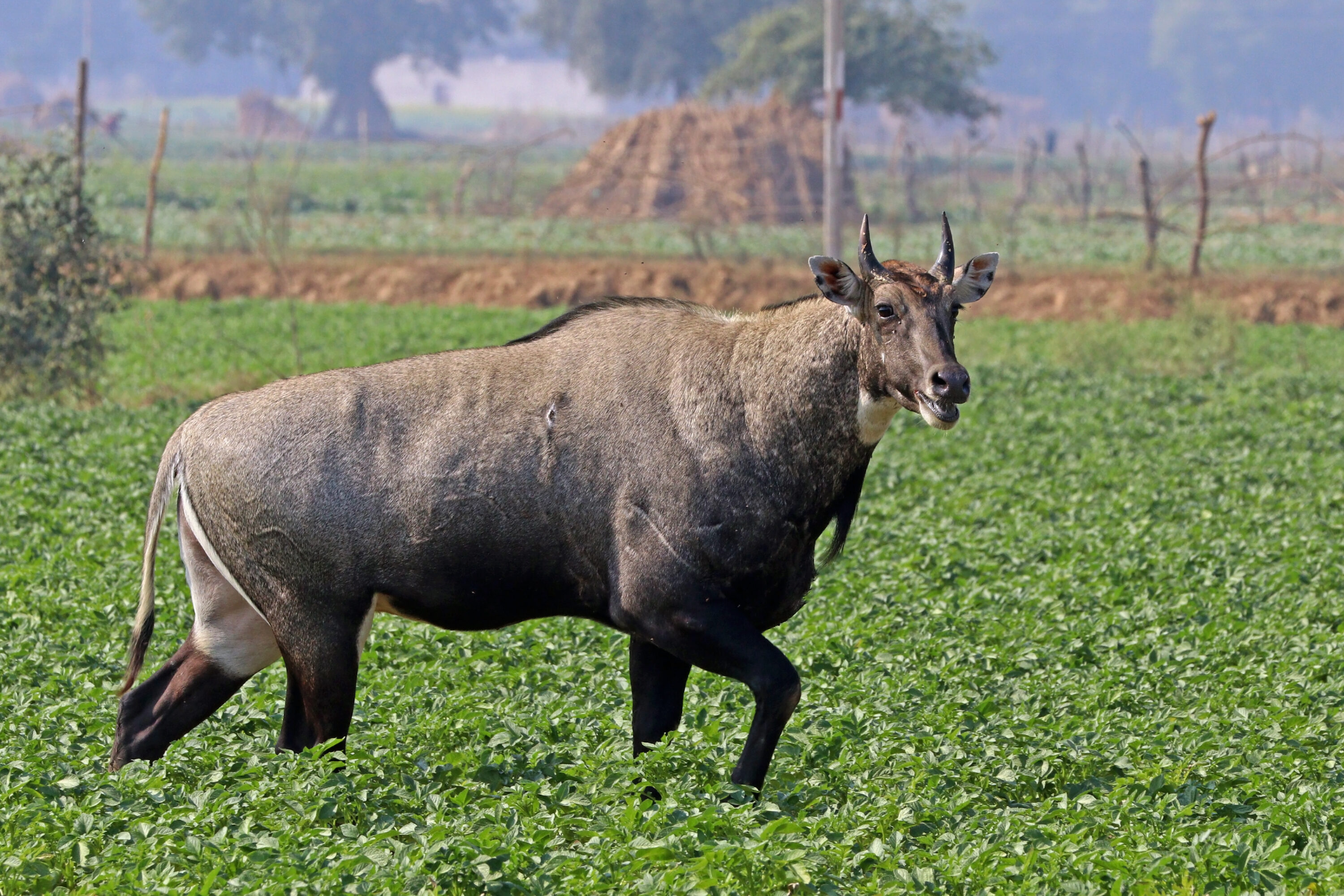 Male nilgai standing in an agricultural field in Madhya Pradesh, India