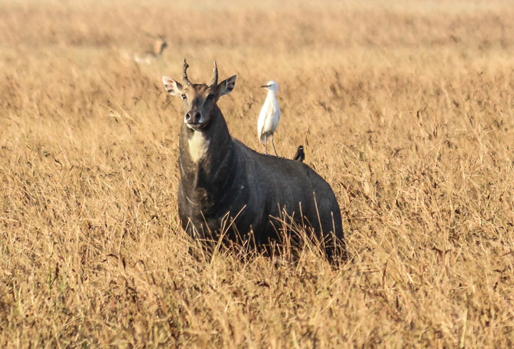 Wild male nilgai in grassland in Blackbuck National Park