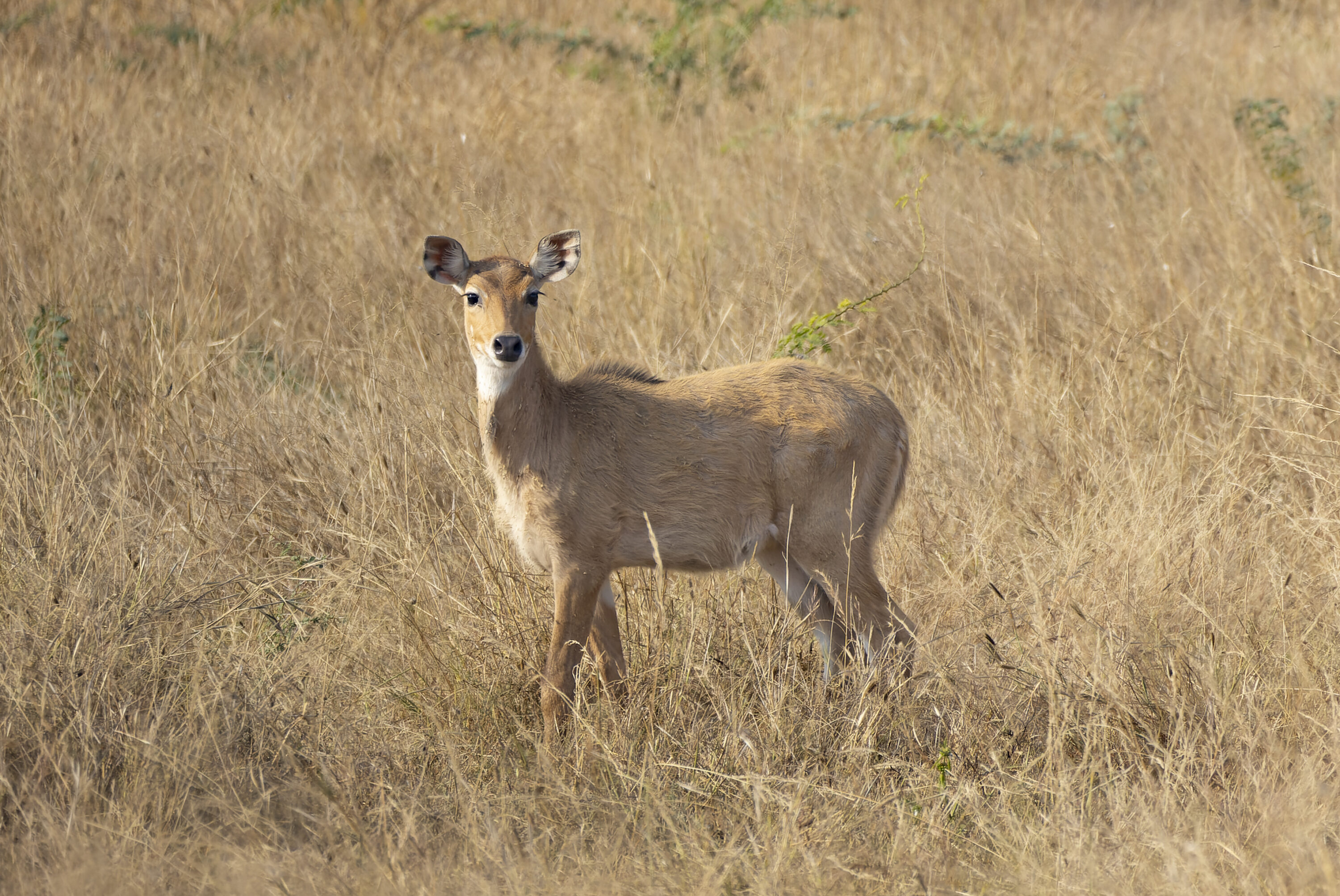 Nilgai standing in dry grassland at Tal Chhapar Sanctuary, Rajasthan, India