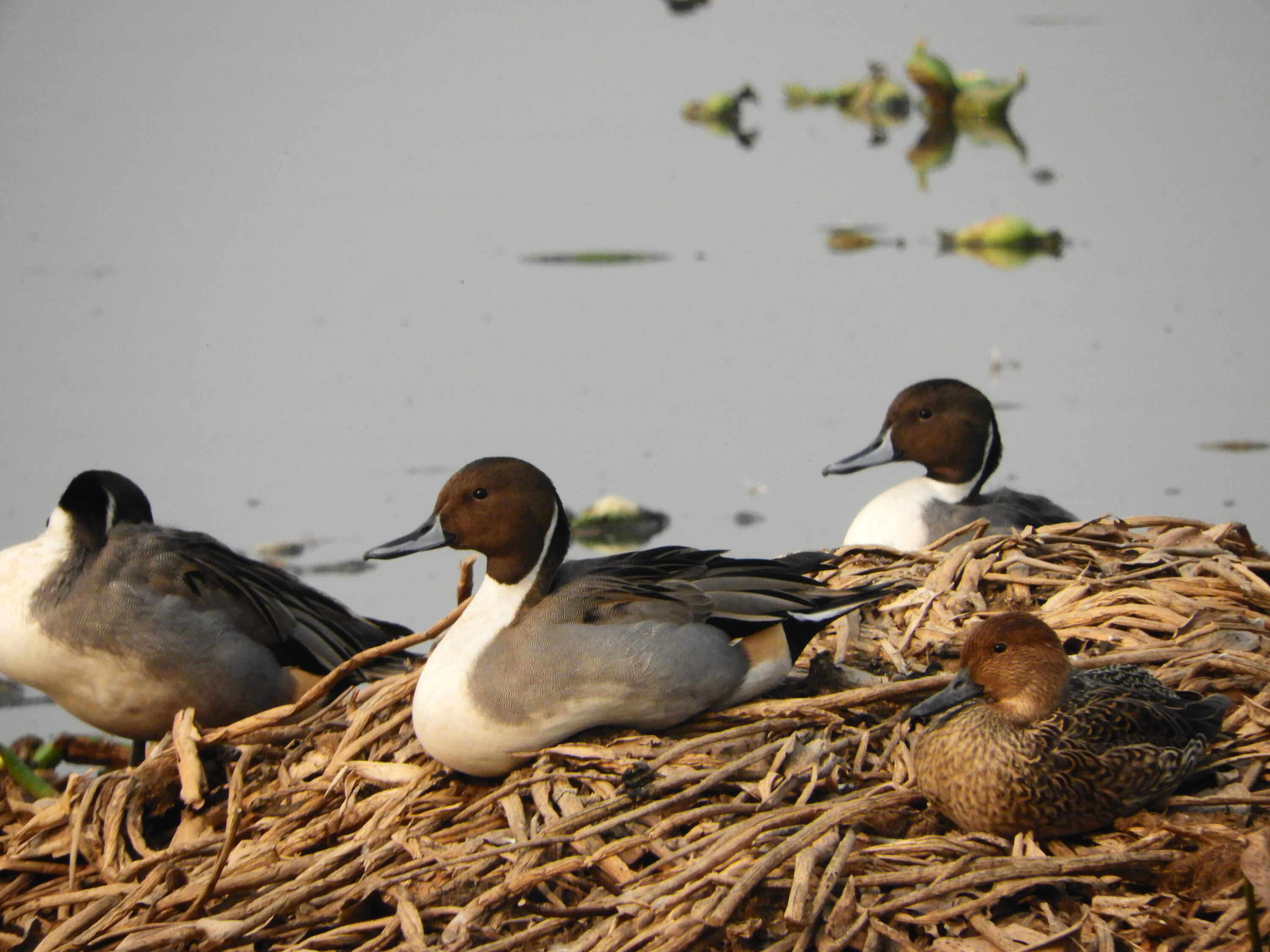 Northern Pintails resting in wetland habitat