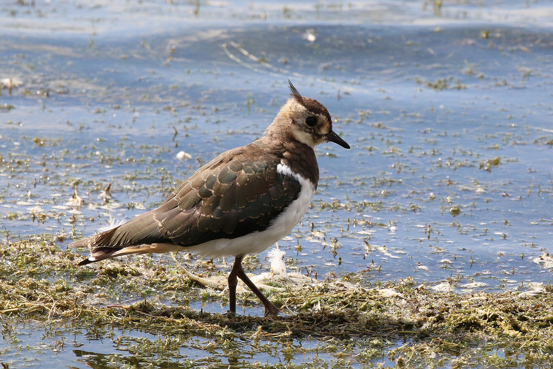 Juvenile northern lapwing in Standlake, Oxfordshire, England