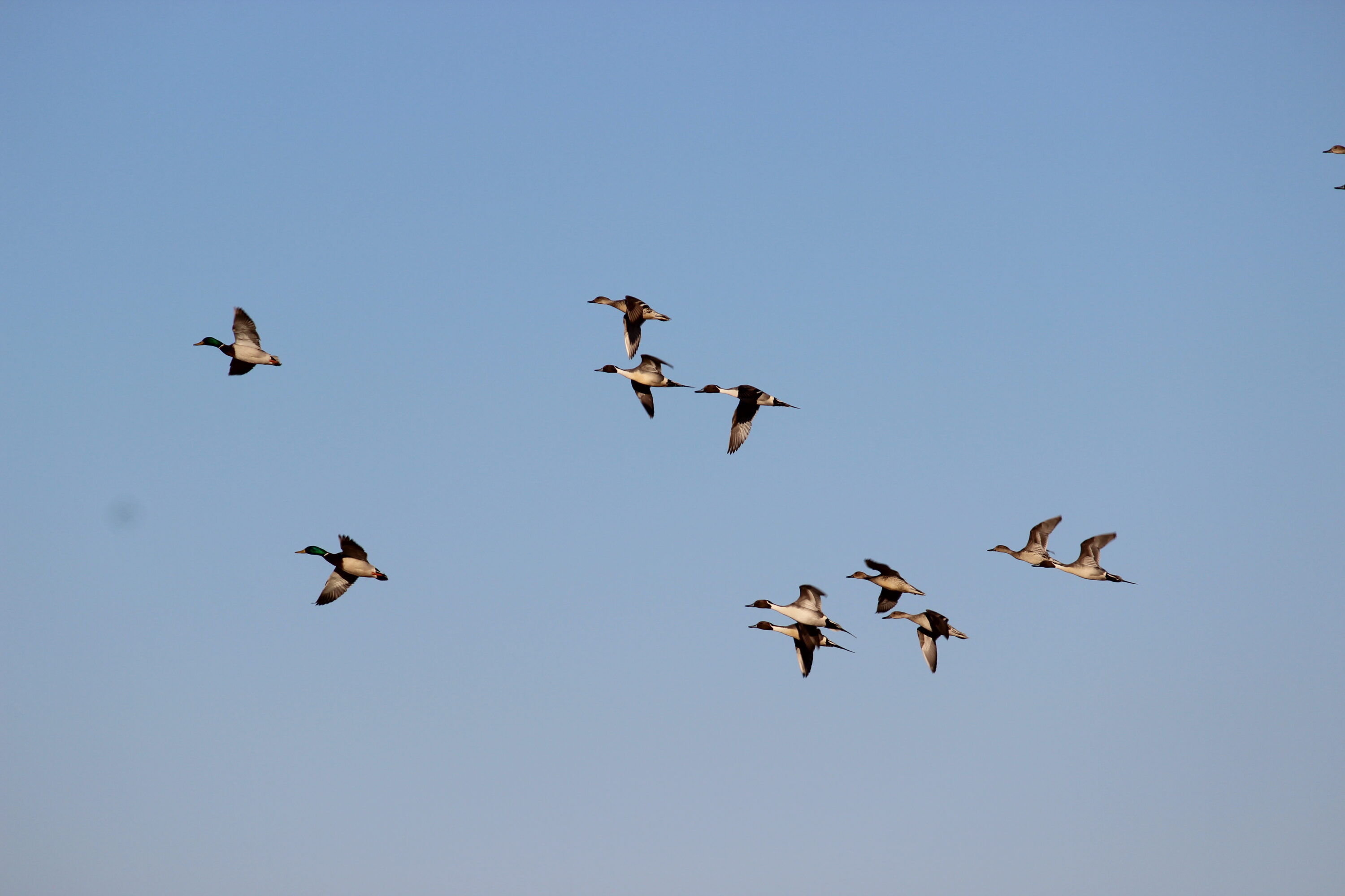 Northern pintails and mallards in flight