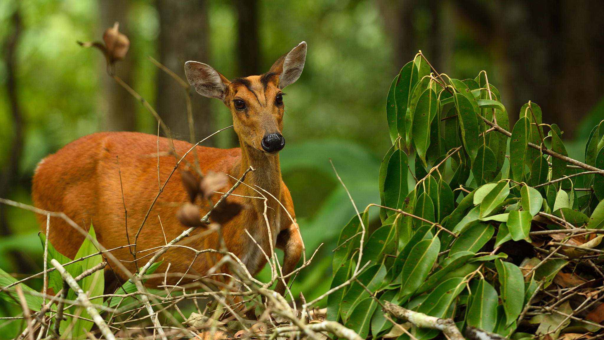 Wild female Northern Red Muntjac in Khao Yai National Park, Thailand