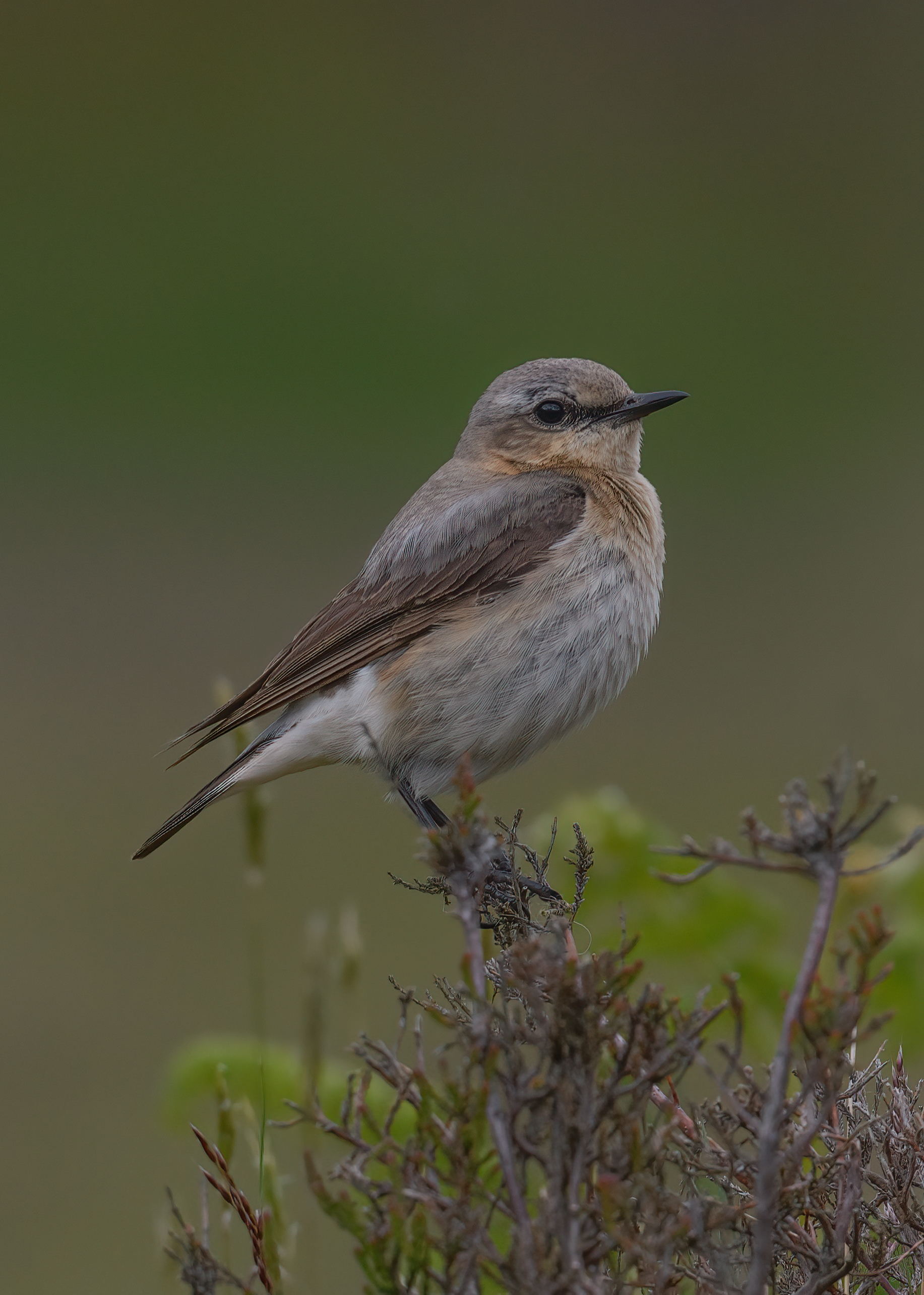 Female Northern Wheatear