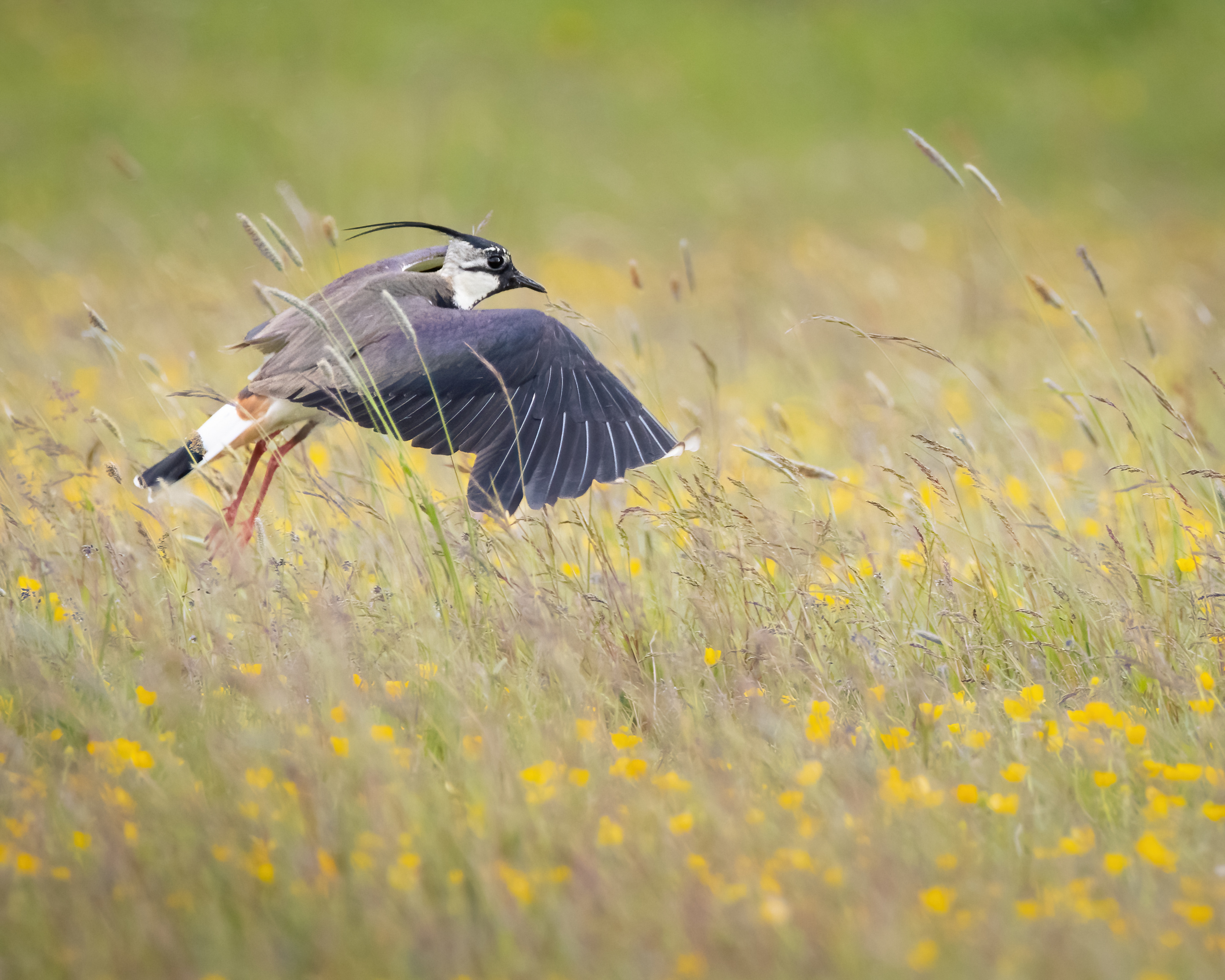 Northern lapwing taking off with wings spread