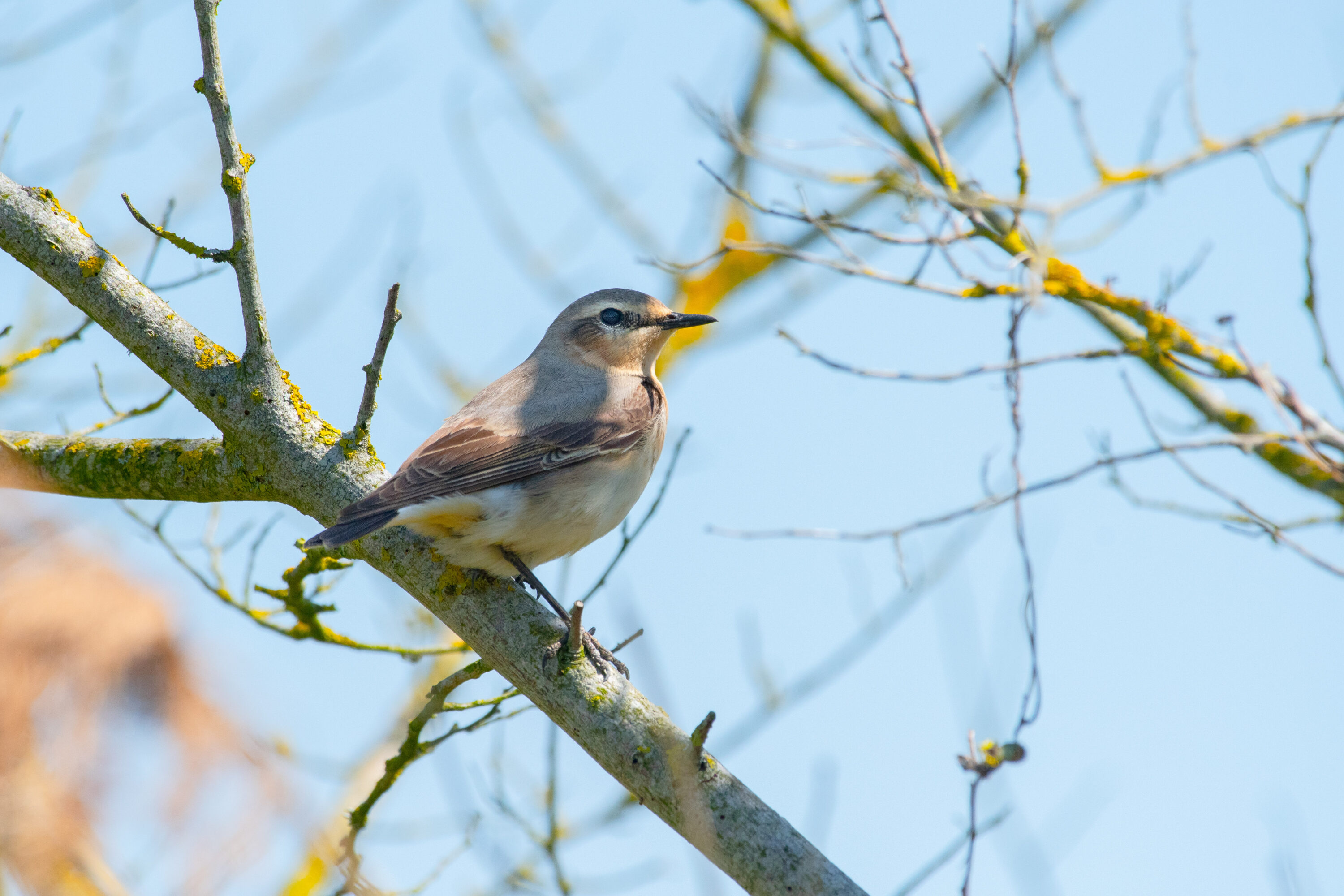 Northern Wheatear at Hiers-Brouage, France