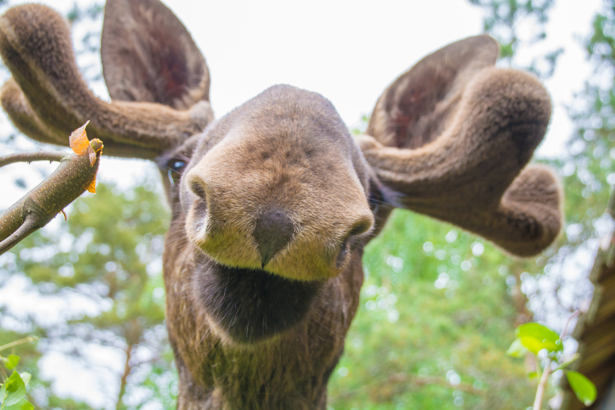 A close view of a wild bull moose among trees in Norway