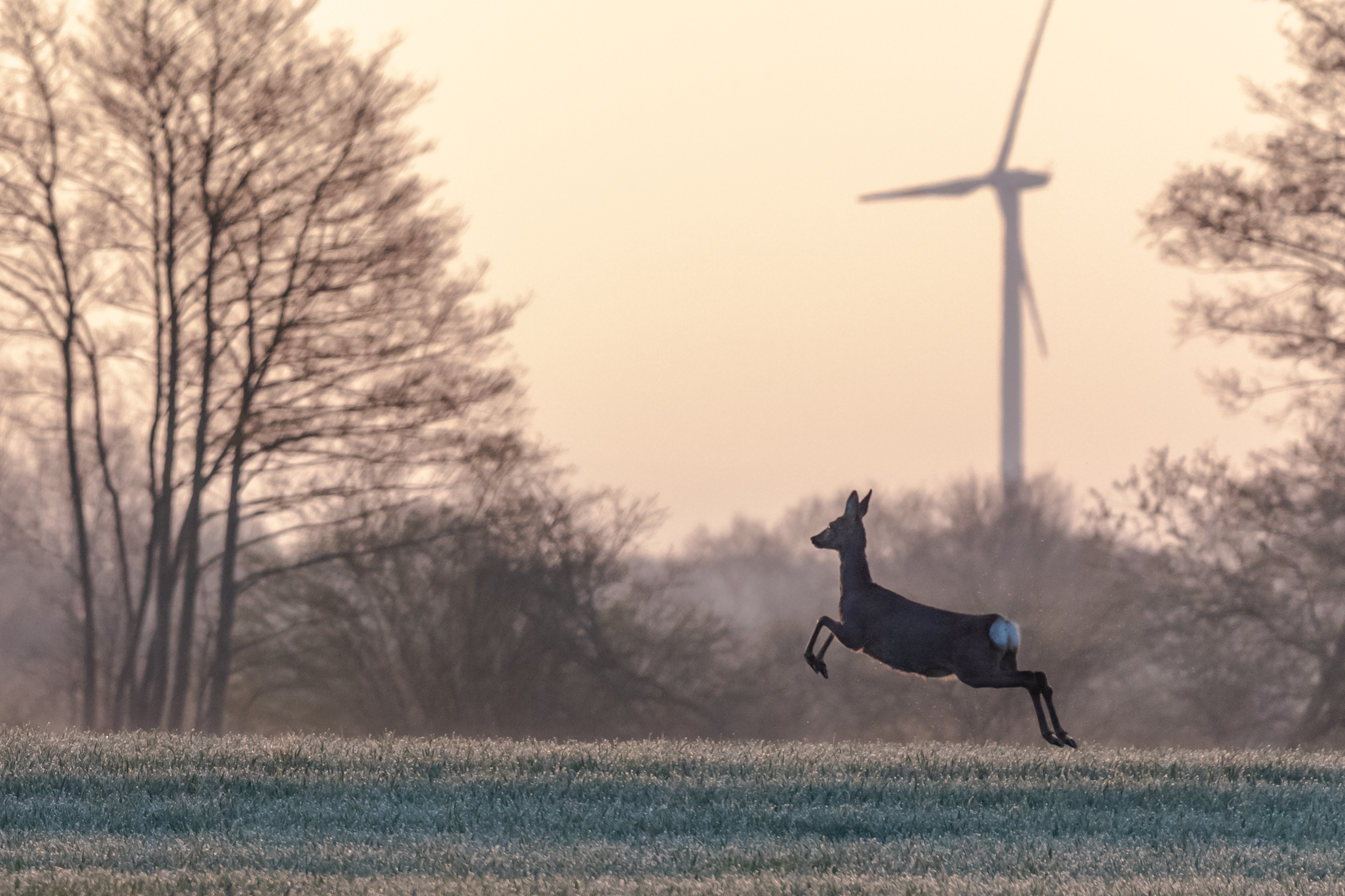 Roe deer running across a field with a wind turbine in the background