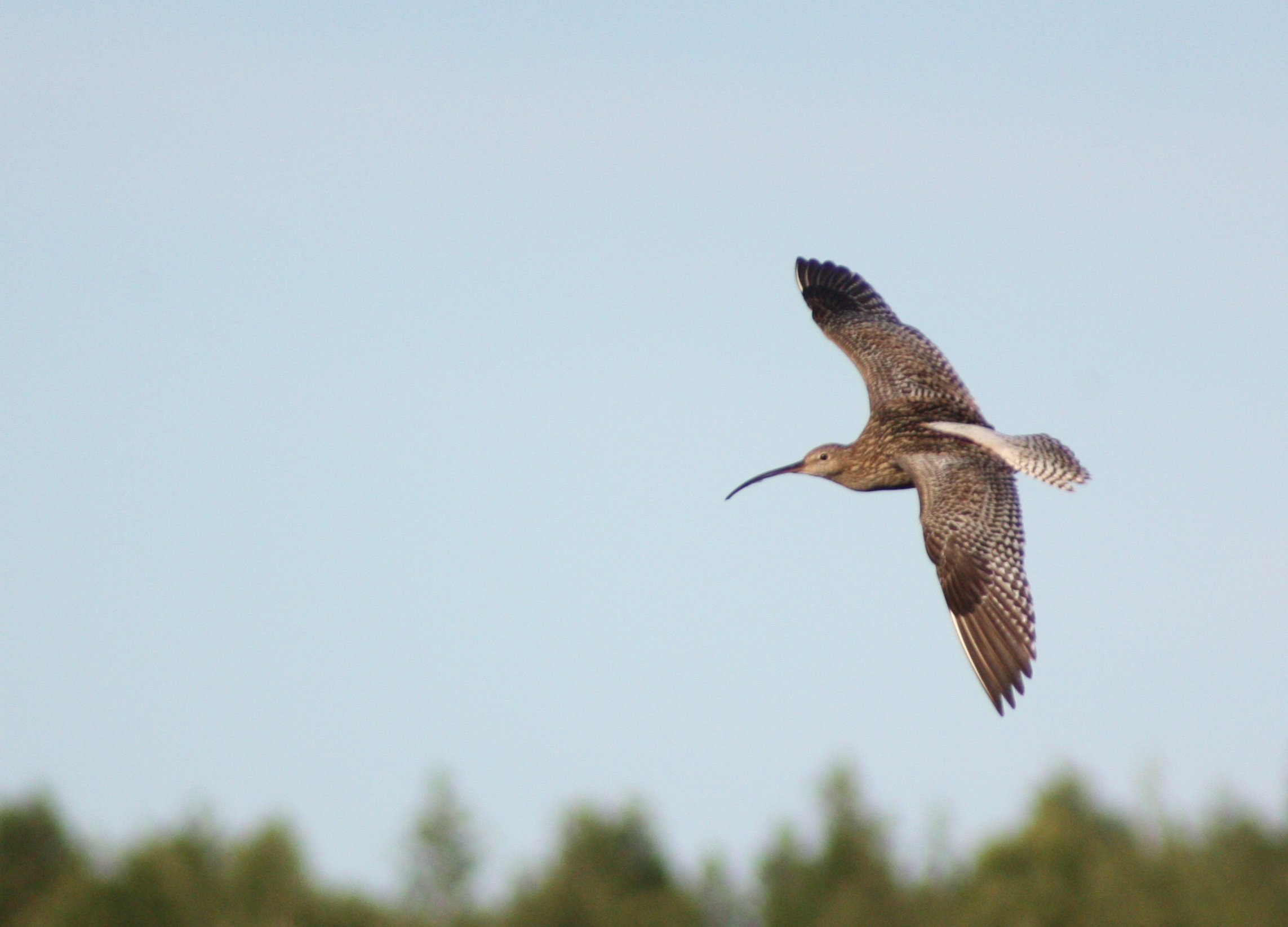 Eurasian curlew flying over boreal landscape