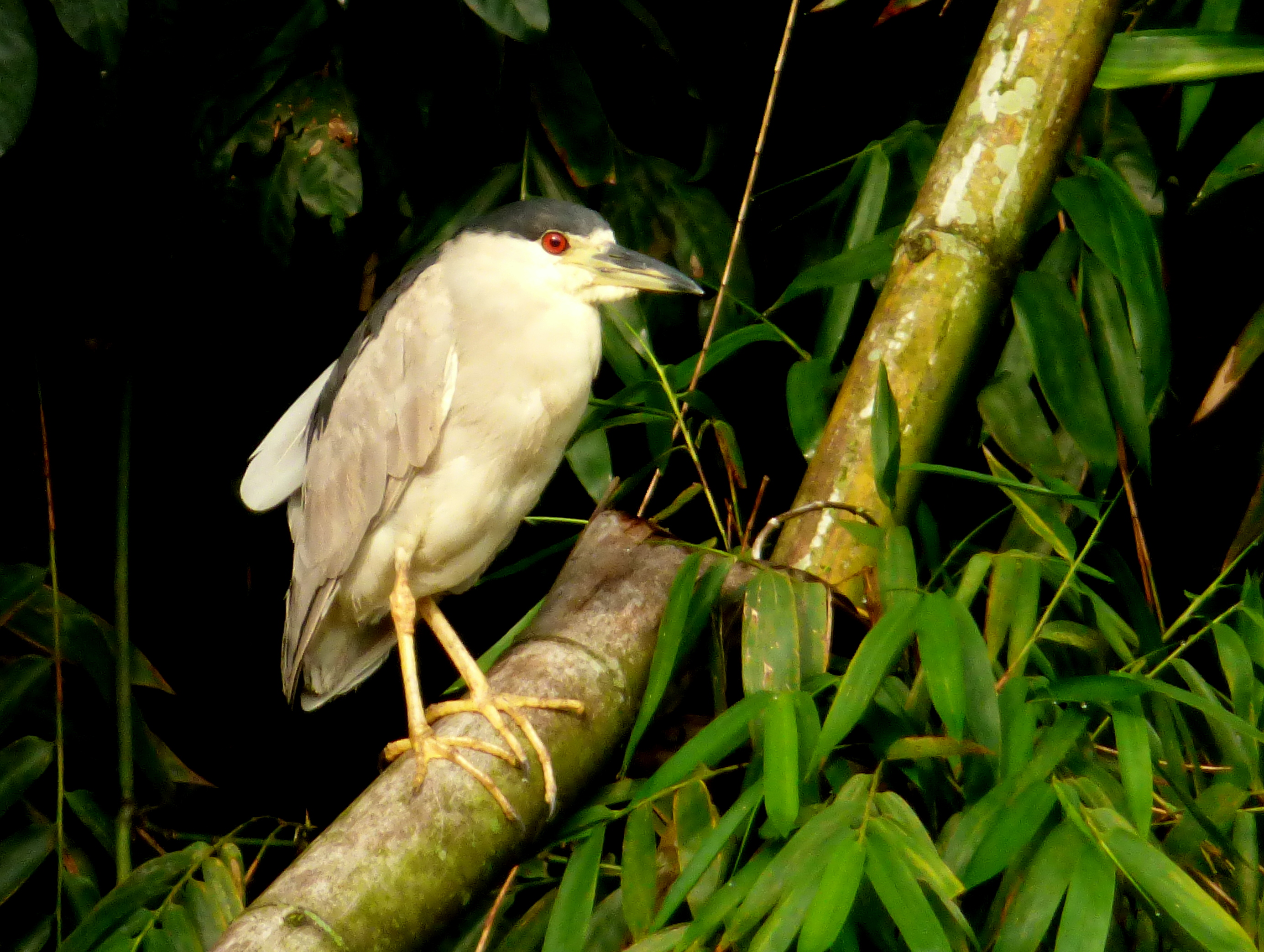 Adult black-crowned night heron perched among vegetation