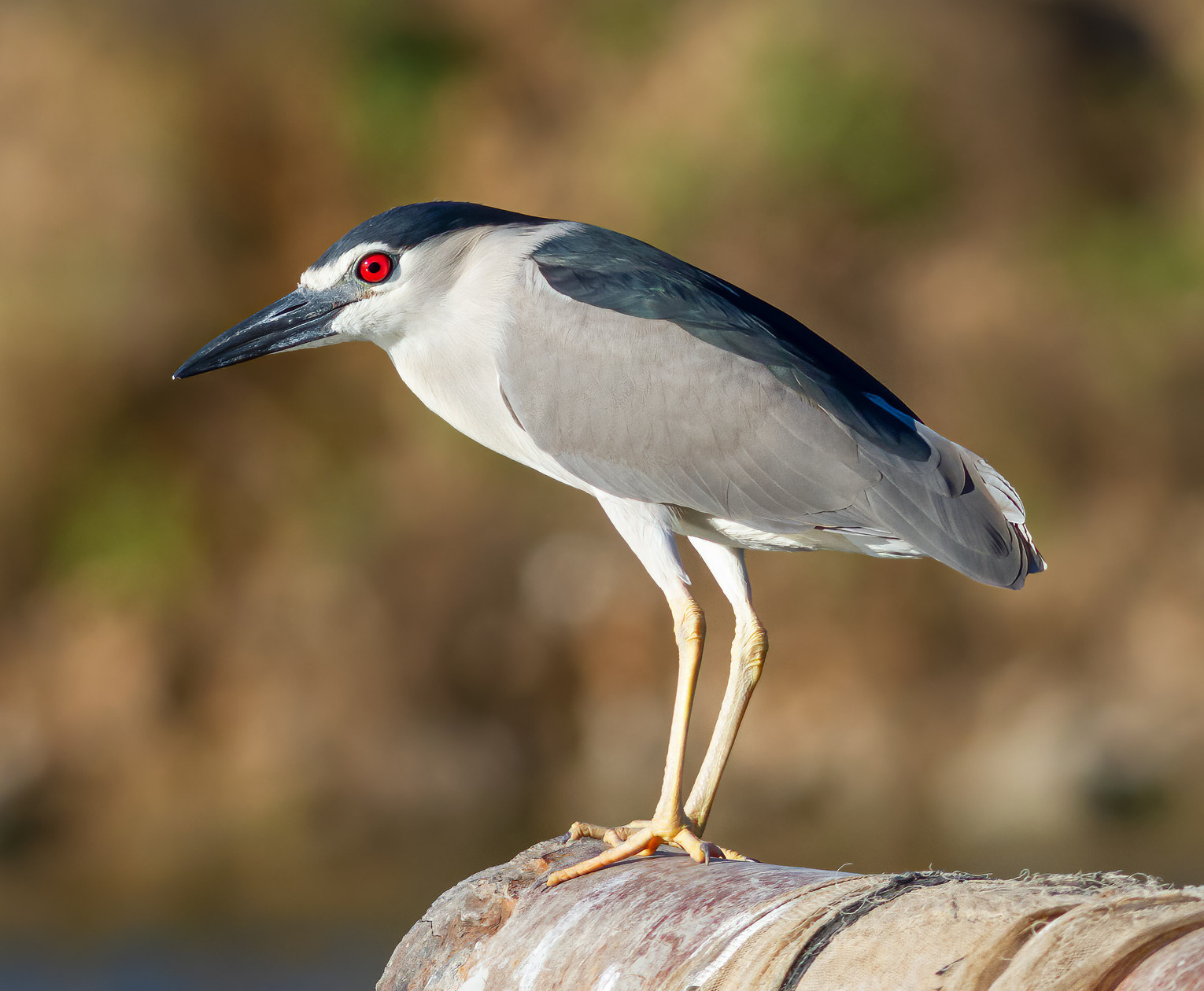 Adult black-crowned night heron in Israel