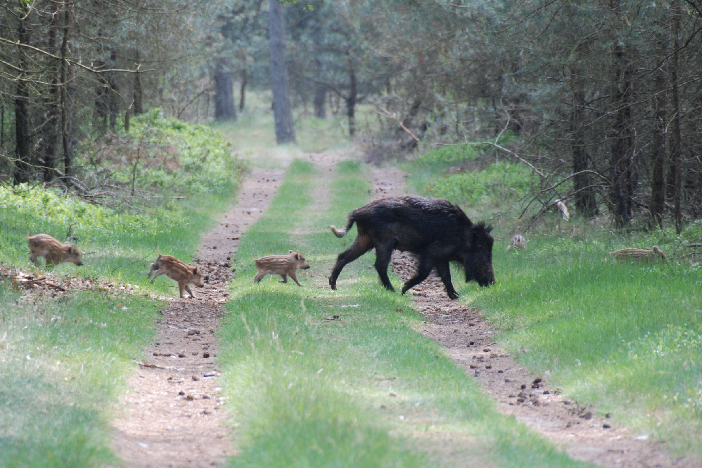 Wild boar sow with piglets in Deelerwoud, Netherlands