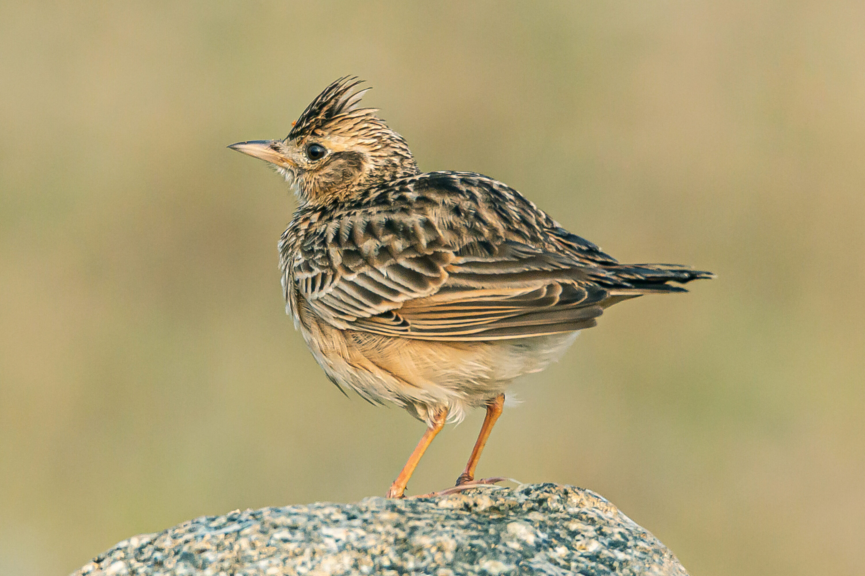 Oriental Skylark standing on dry open ground with a low crest