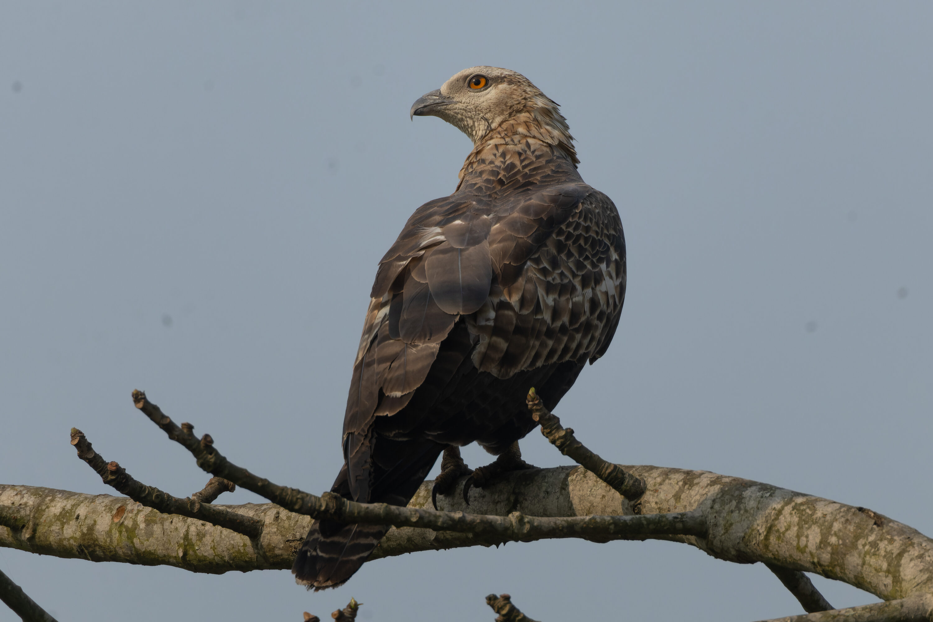 Oriental honey-buzzard perched on a branch in Kaziranga National Park