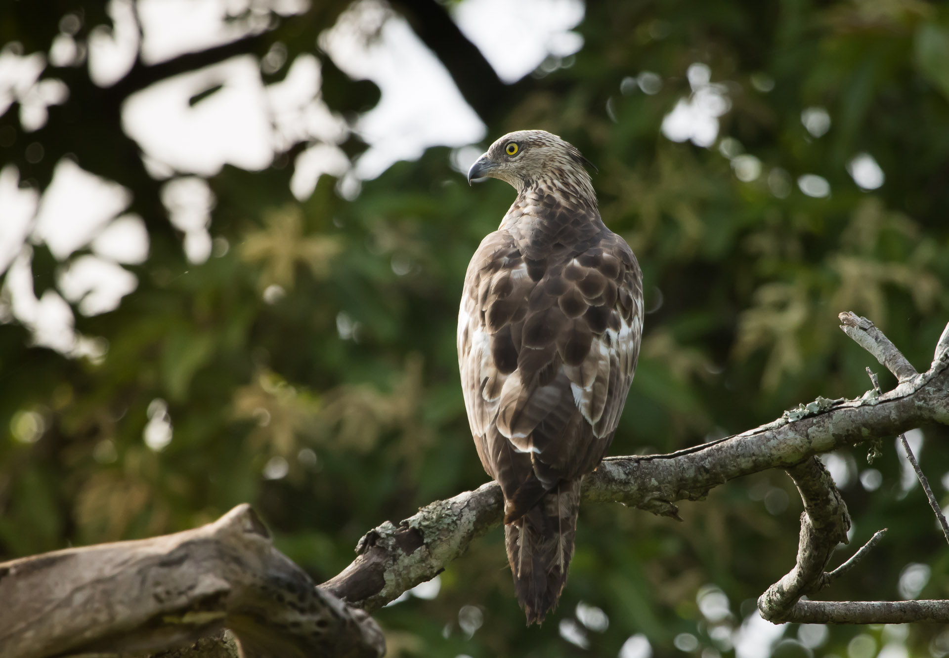Hunn av orientvepsevåk på grein i Nagarahole nasjonalpark i India