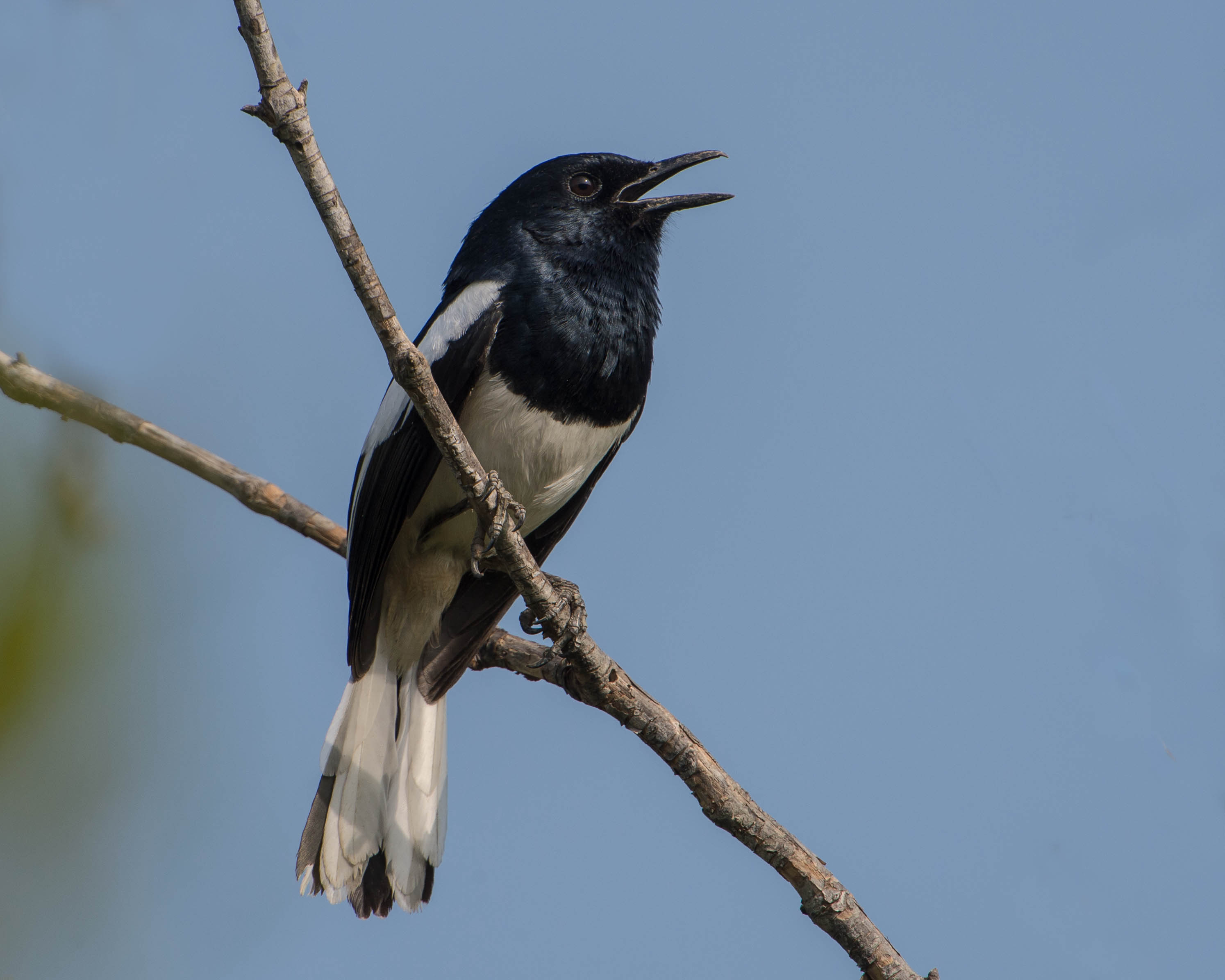 Male Oriental Magpie-Robin singing from a branch