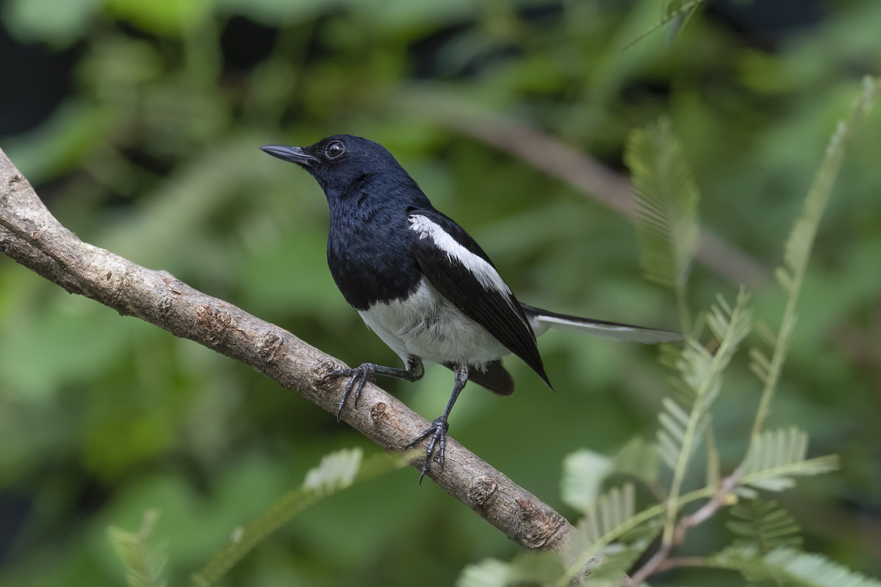 Oriental magpie-robin in West Bengal, India