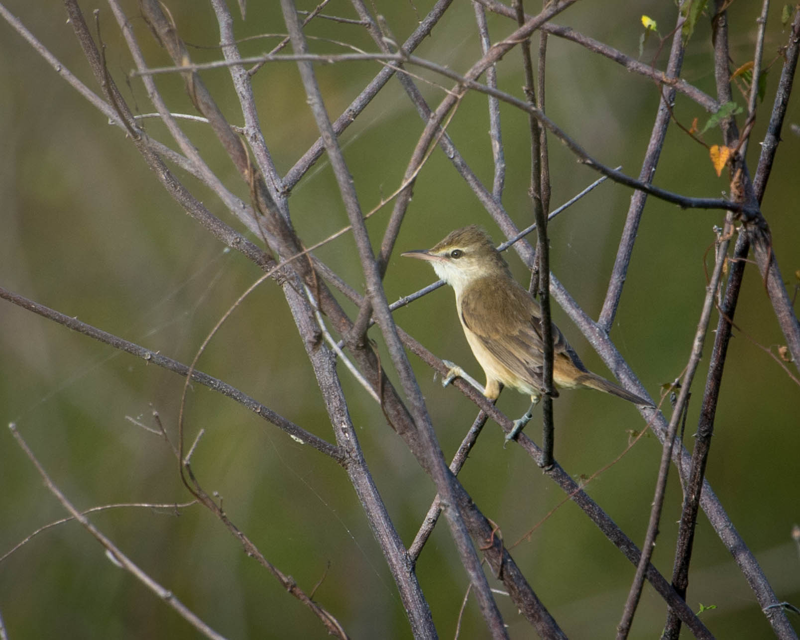 Oriental reed warbler perched in wetland vegetation