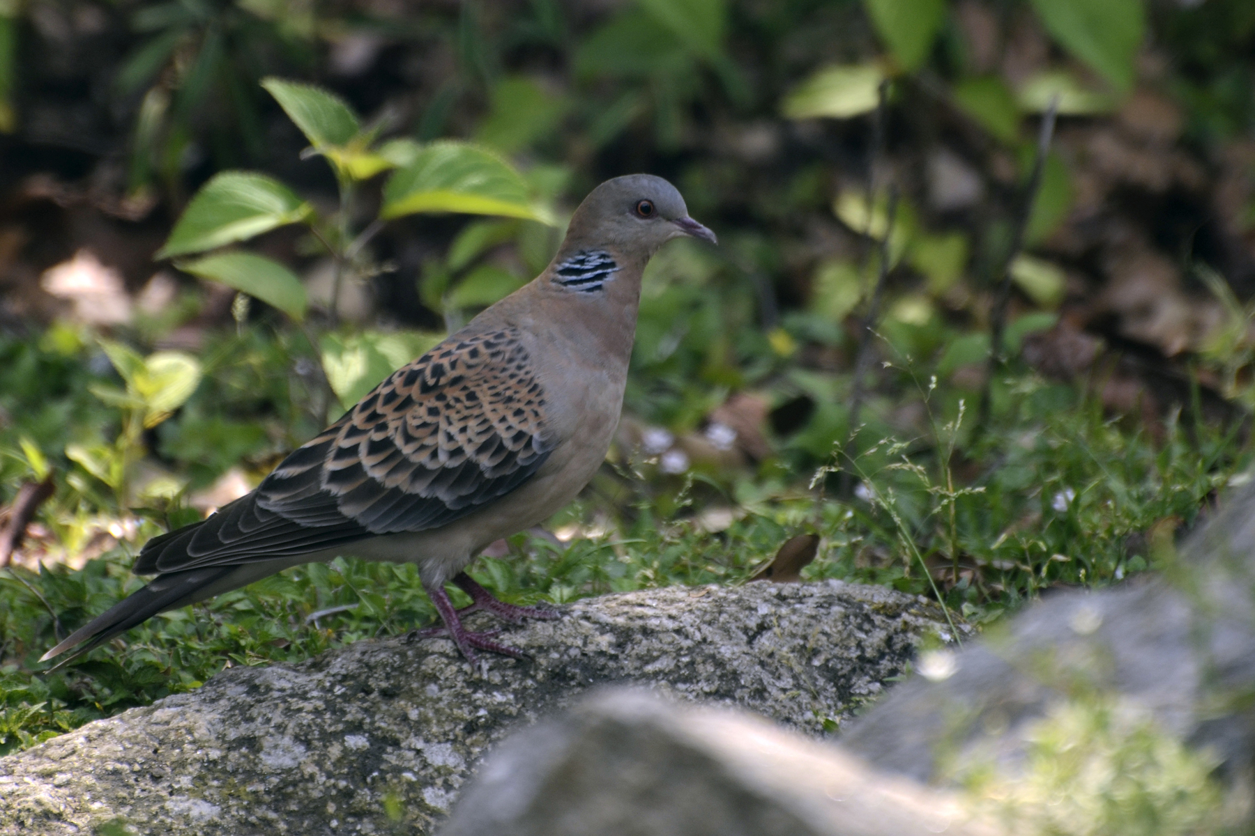 Wild Oriental Turtle Dove in natural habitat