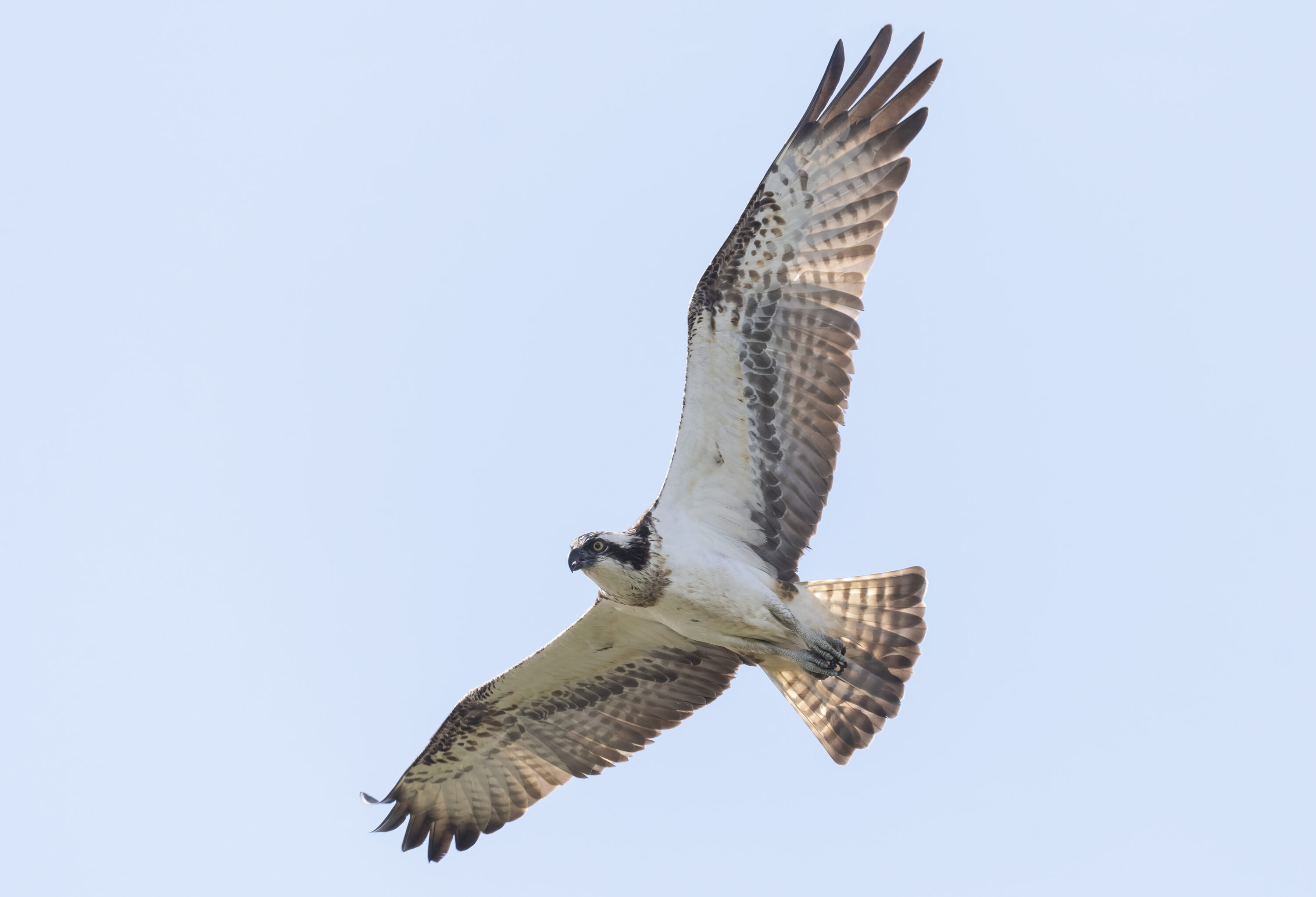 Osprey (Pandion haliaetus) in flight