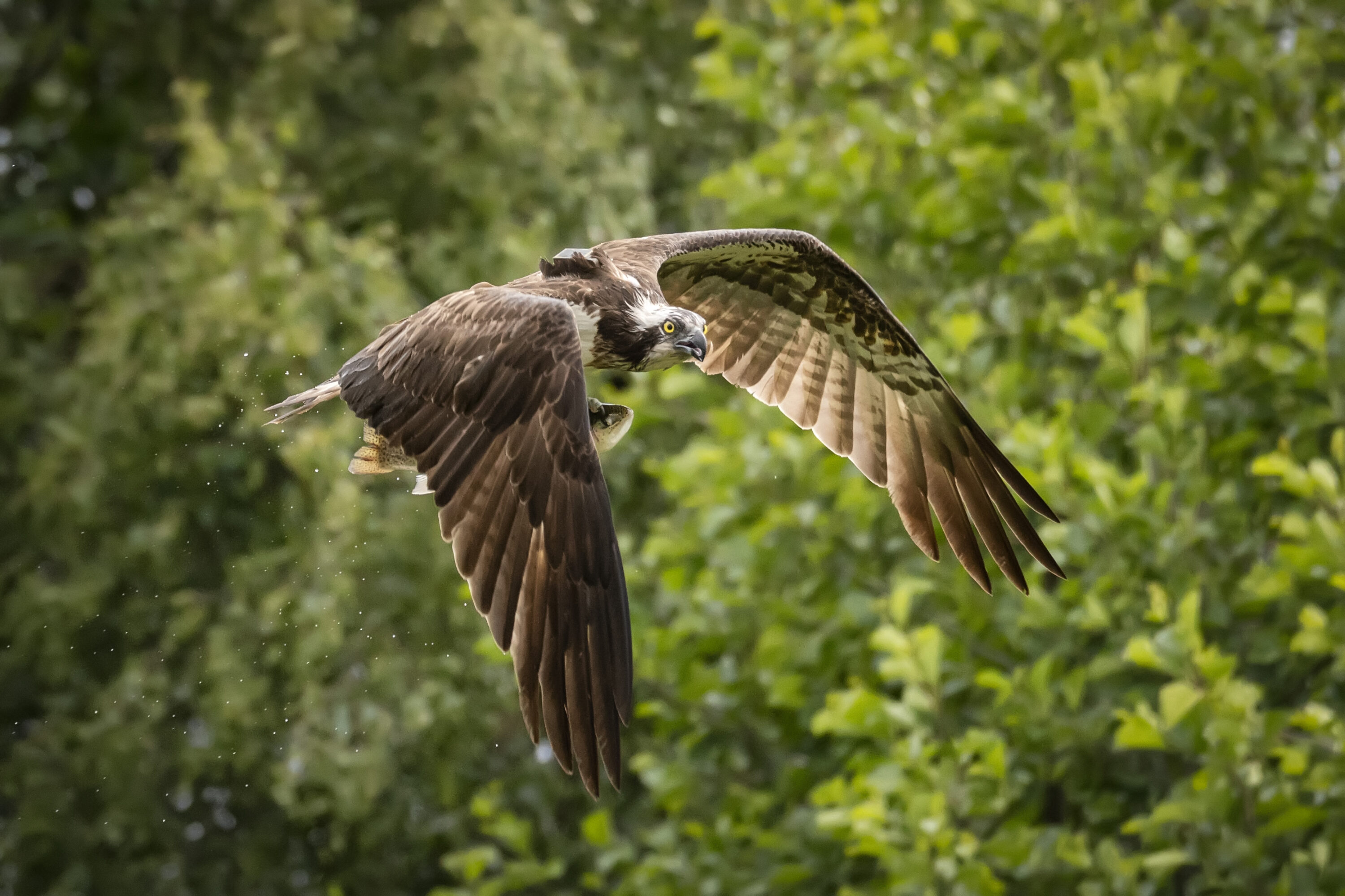 Osprey flying in Scotland