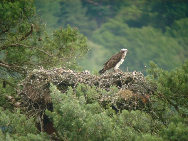 Osprey standing on a nest in a pine tree at Loch of the Lowes, Scotland