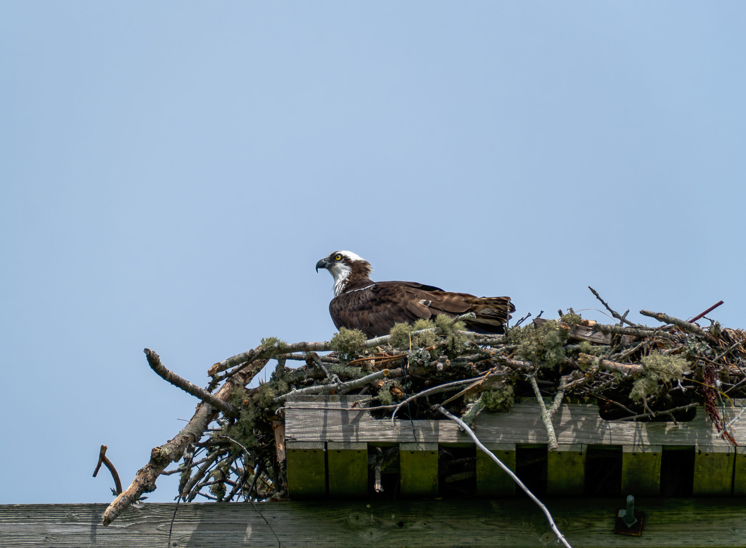 Osprey standing on a stick nest