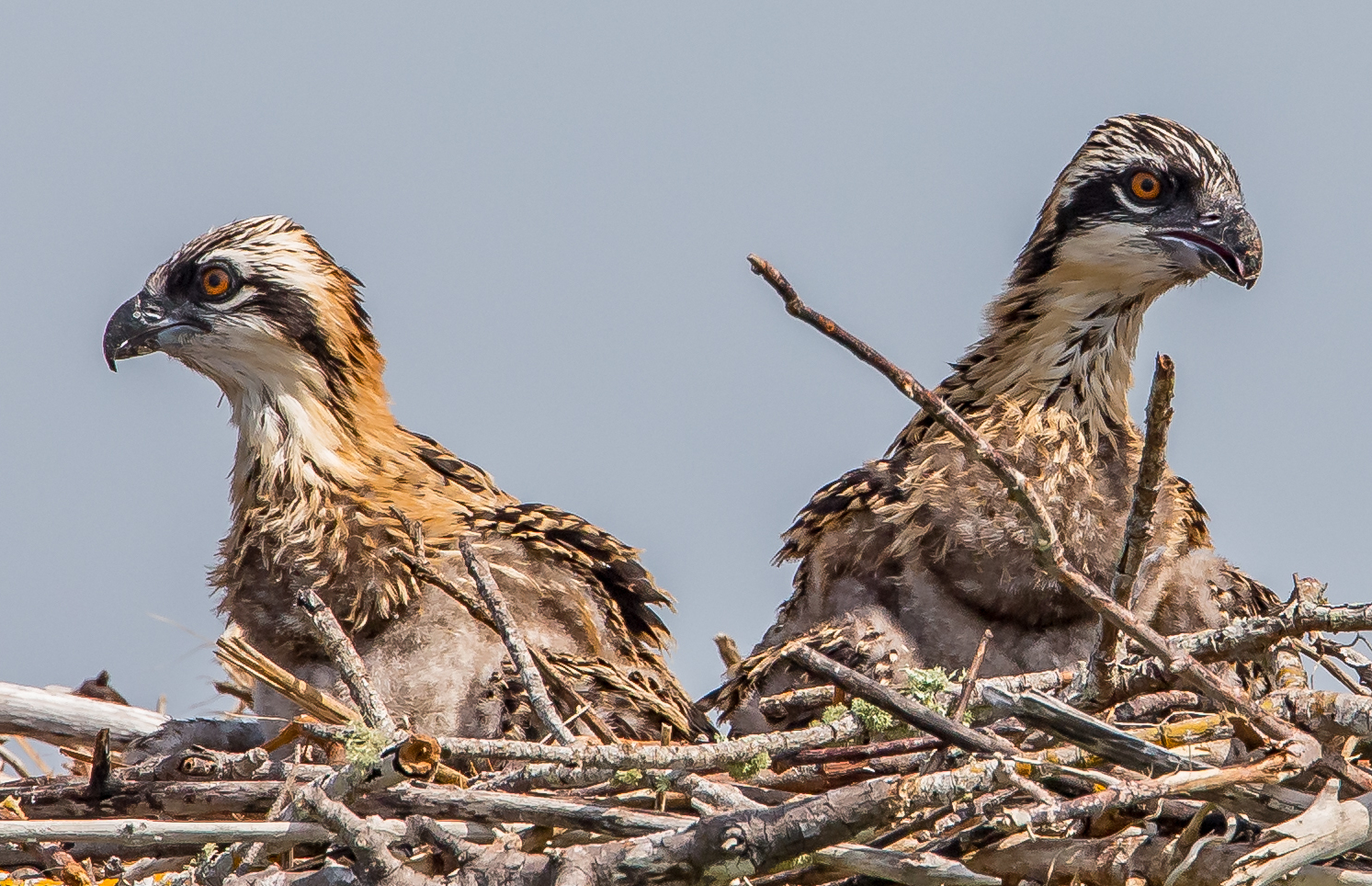 Two juvenile ospreys sitting together in a nest