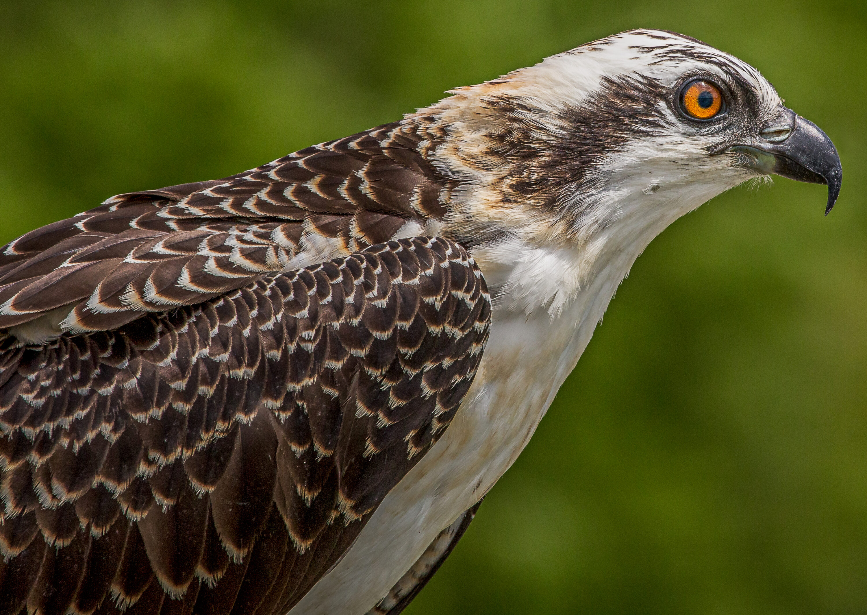 Close portrait of a juvenile osprey