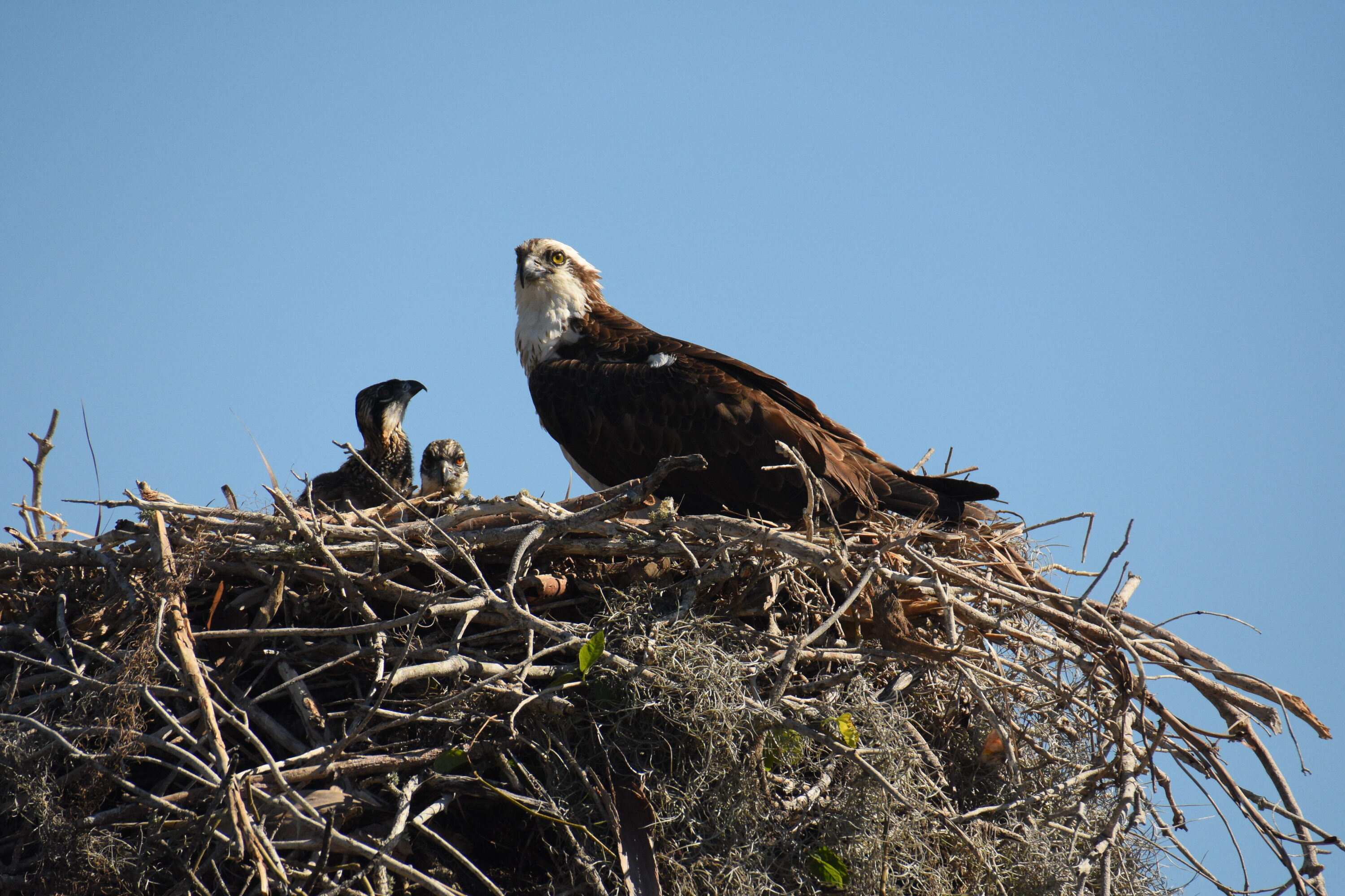 Adult osprey standing beside two chicks in a nest