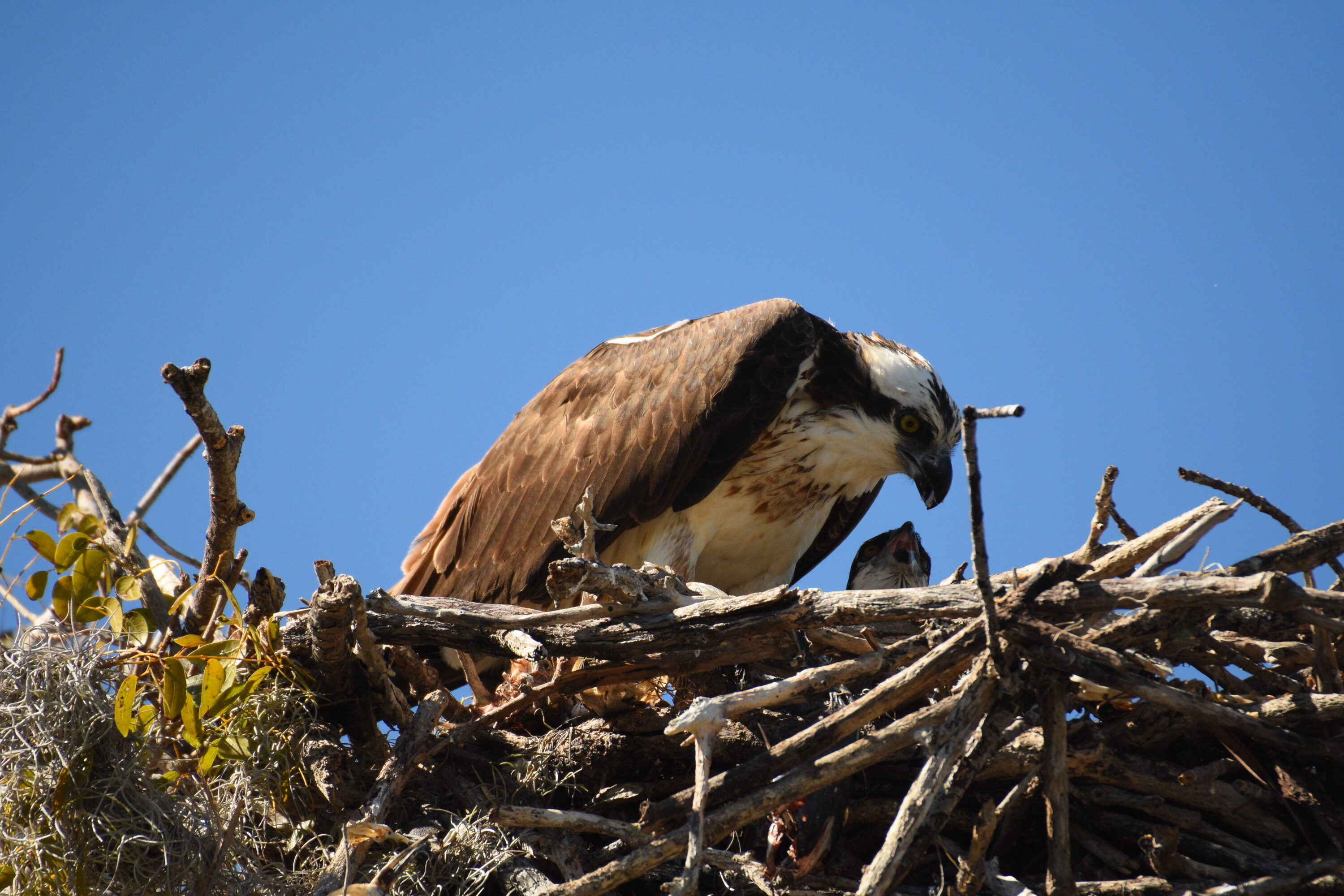 Osprey parent with chicks in a nest