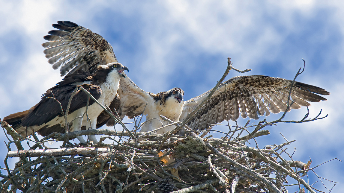 Juvenile osprey stretching its wings as an adult watches from the nest
