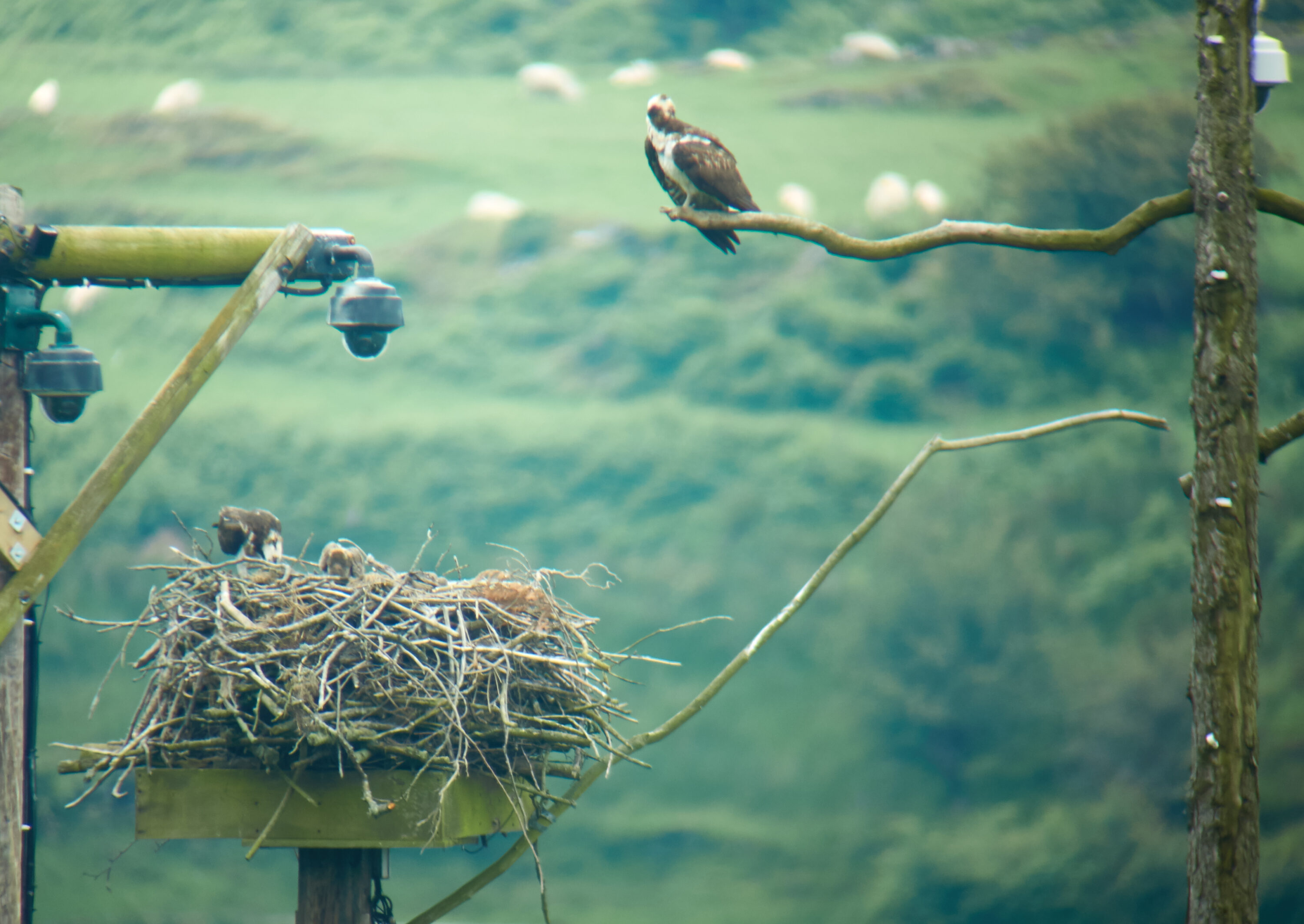 Female osprey with chicks on a nest platform and a male perched nearby
