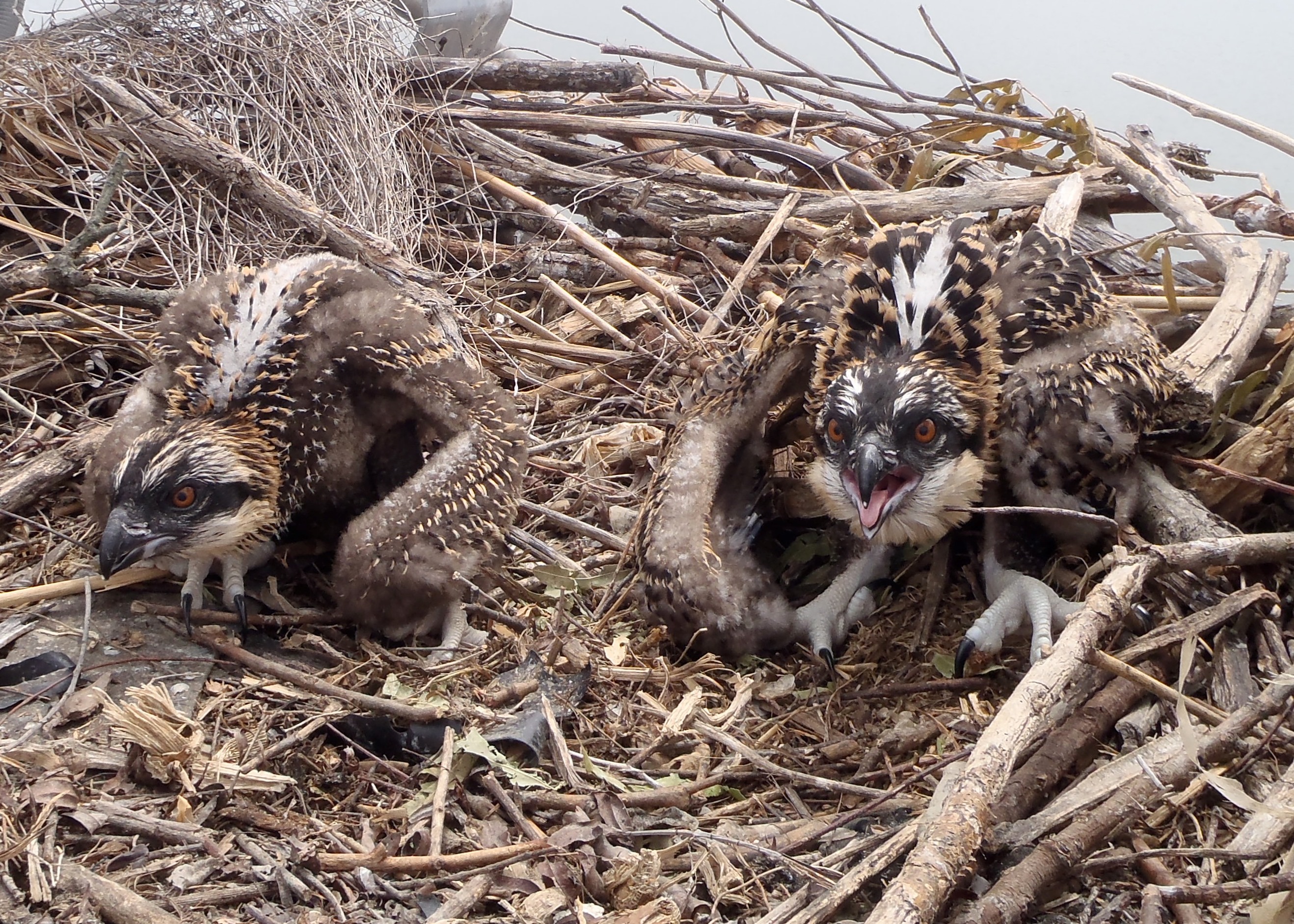Two osprey nestlings huddled together in a stick nest