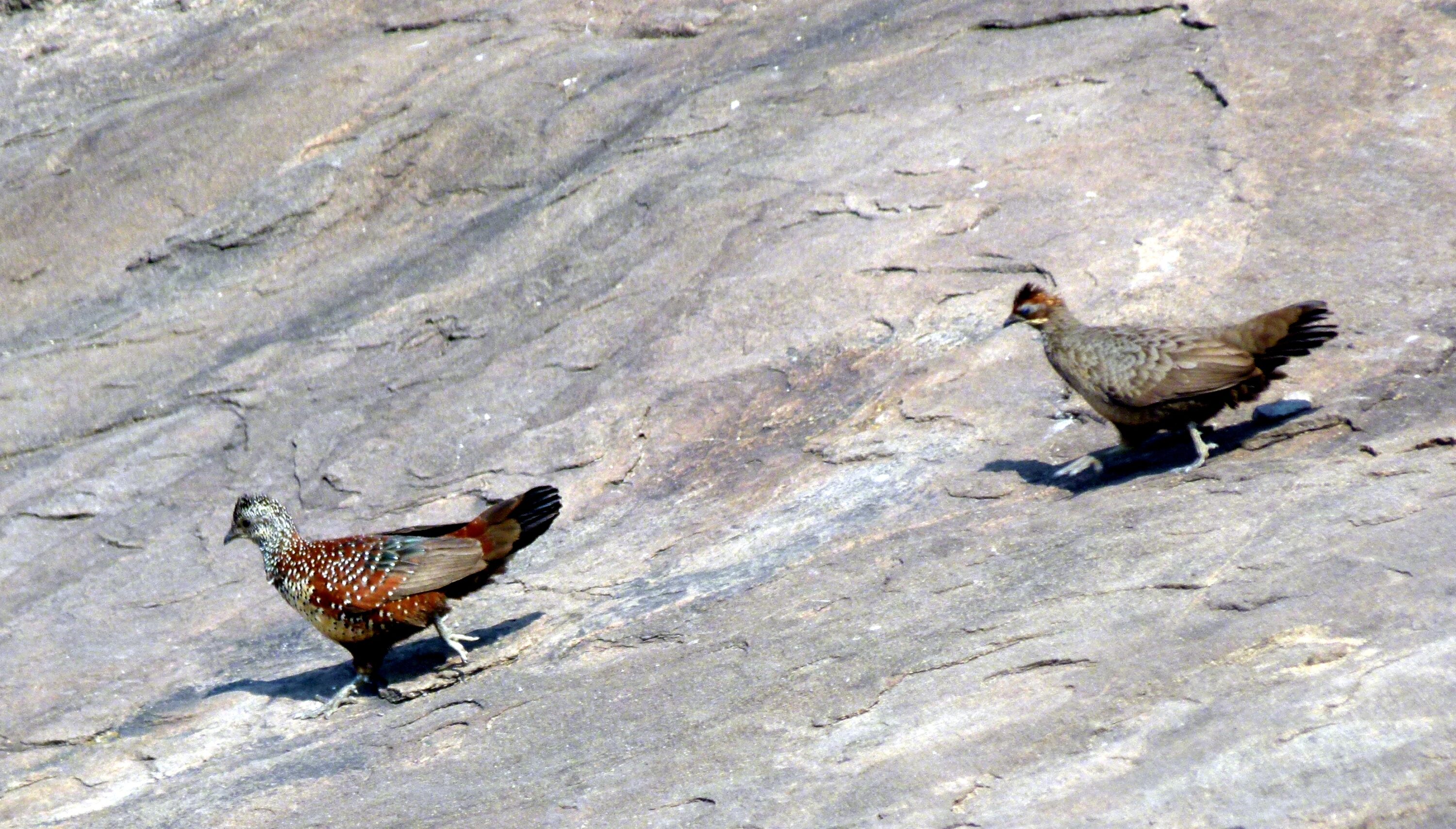 Painted spurfowl at Daroji Sloth Bear Sanctuary, India