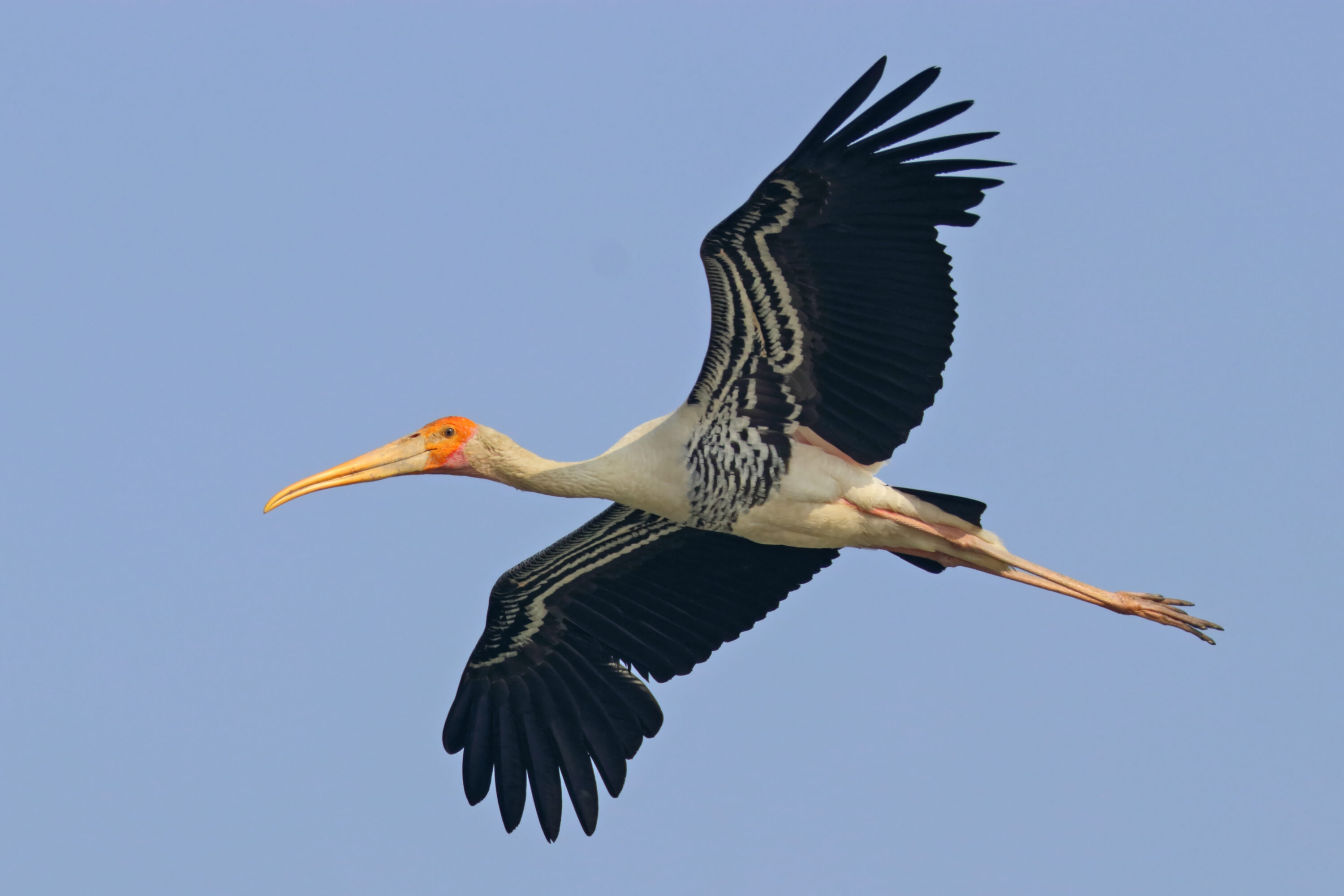 Painted stork in flight at Salai, Uttar Pradesh, India