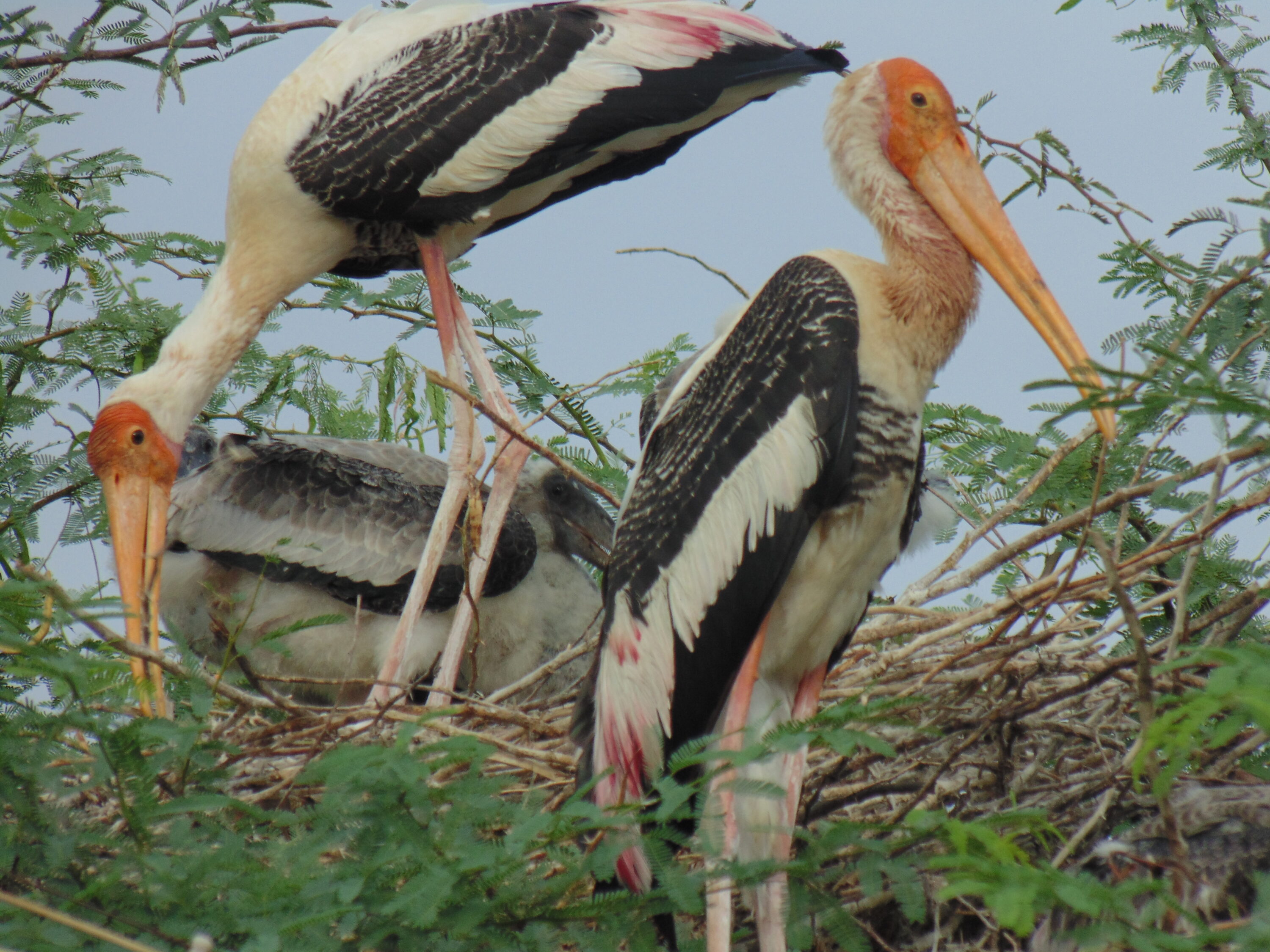 Painted storks at a nest in India