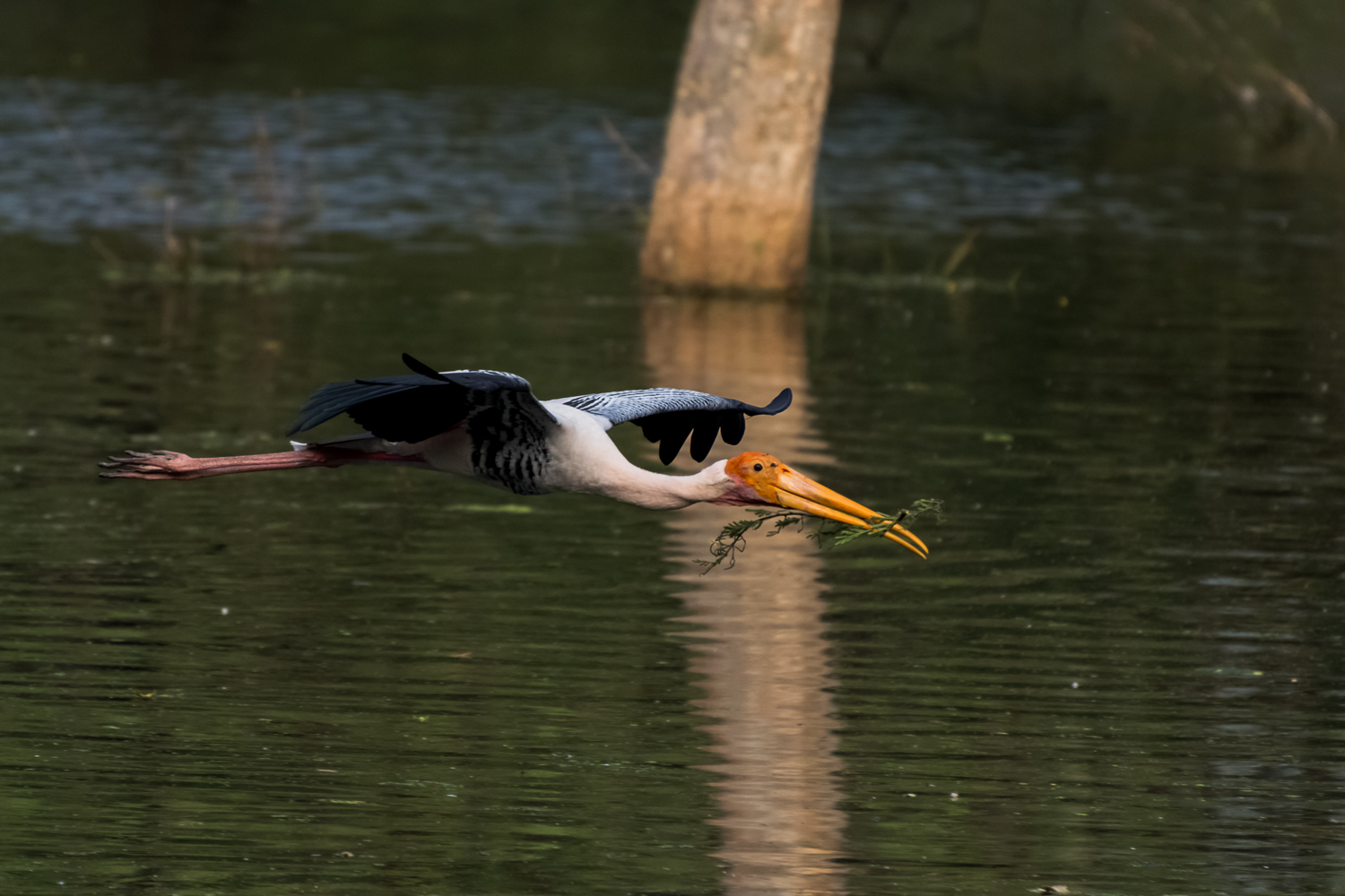 Painted stork flying low over water while carrying nesting material in its bill