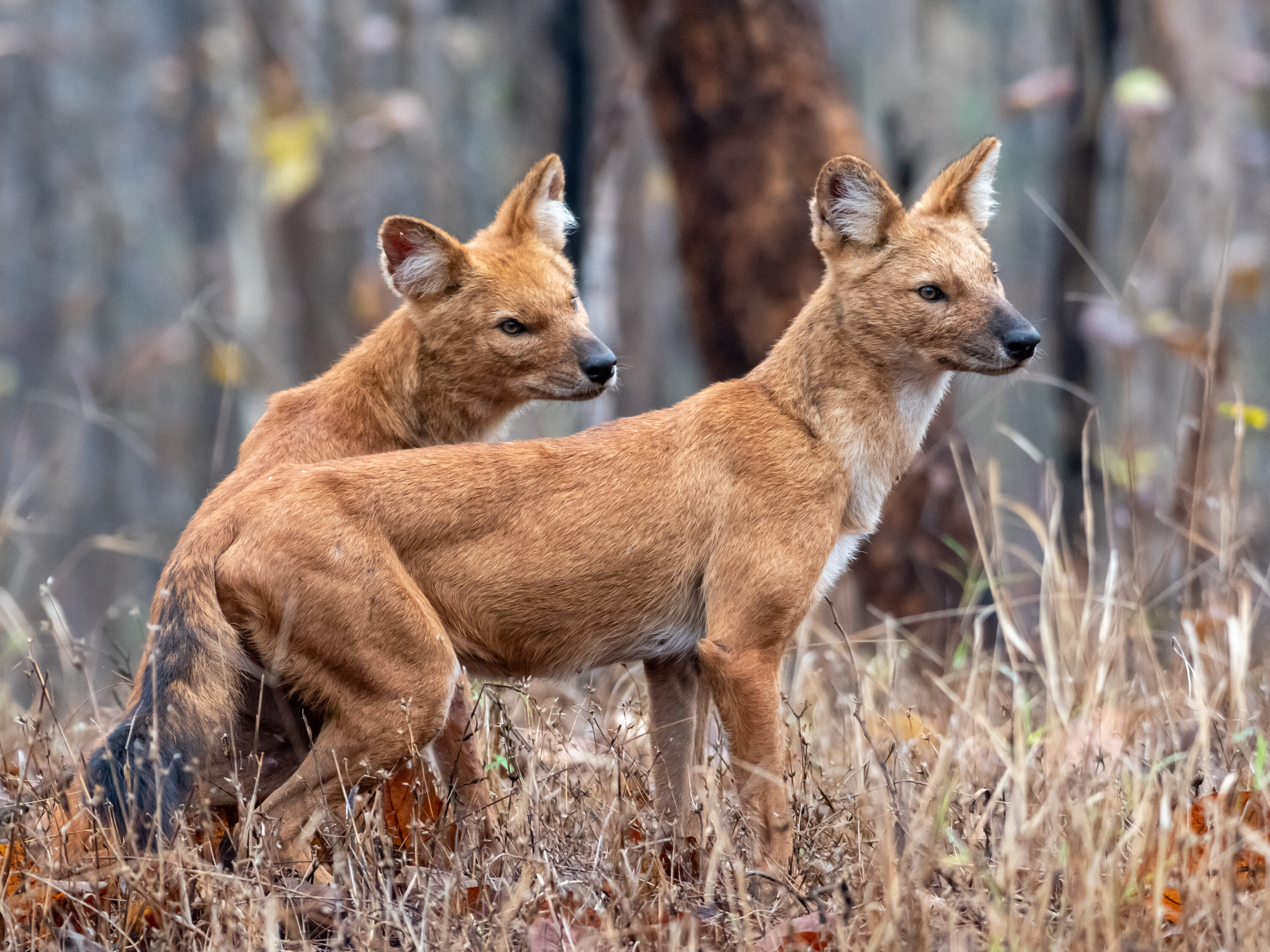 Pair of wild dholes standing together in Pench National Park, India